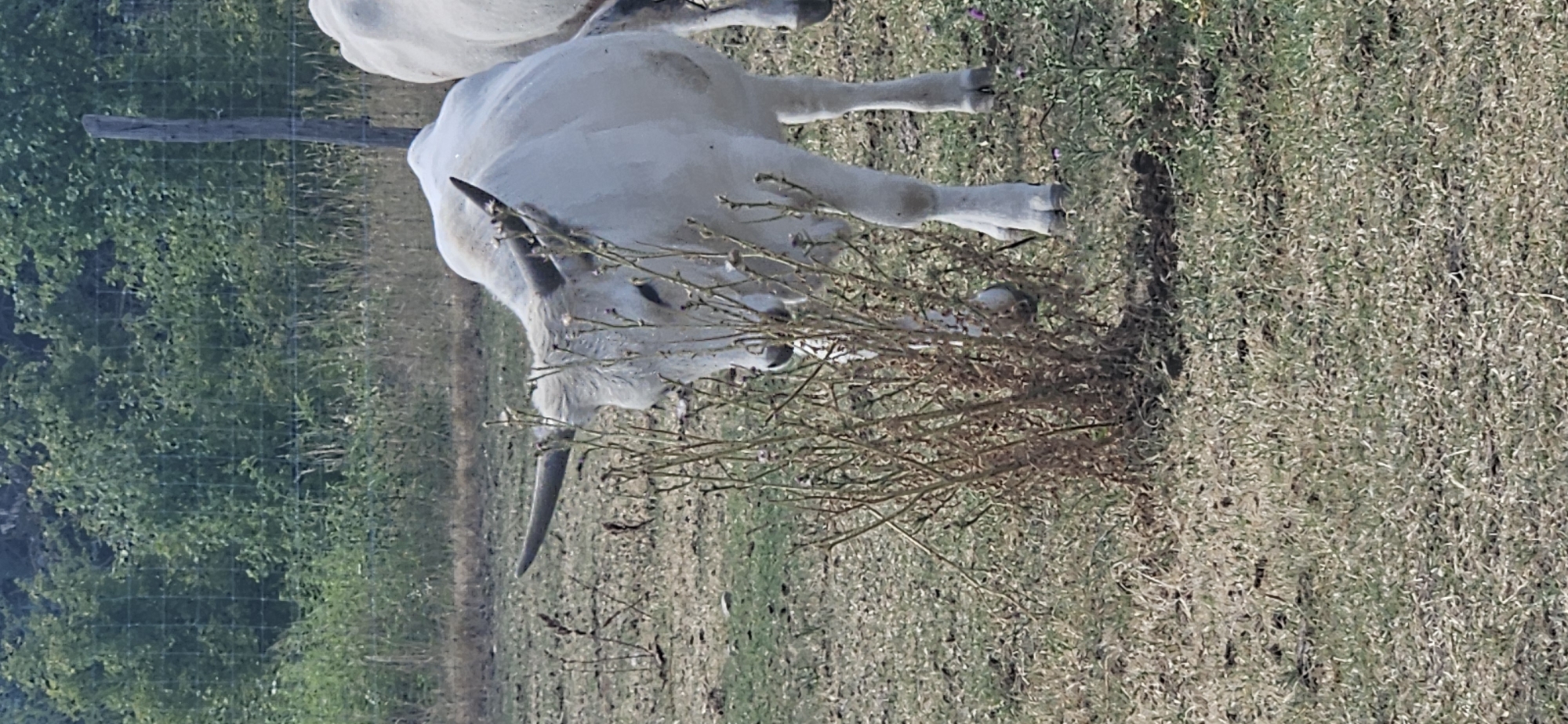 A white cow with large horns is partially obscured by a clump of dry brush in an outdoor field. The cow is facing left and appears to be eating the brush. The field is covered in dry grass and dirt, with some green vegetation visible in the background. A wooden fence and trees are also visible in the background. The scene is likely in a rural area. The image does not provide enough information to determine a specific location within the city of Keszthely, Hungary.