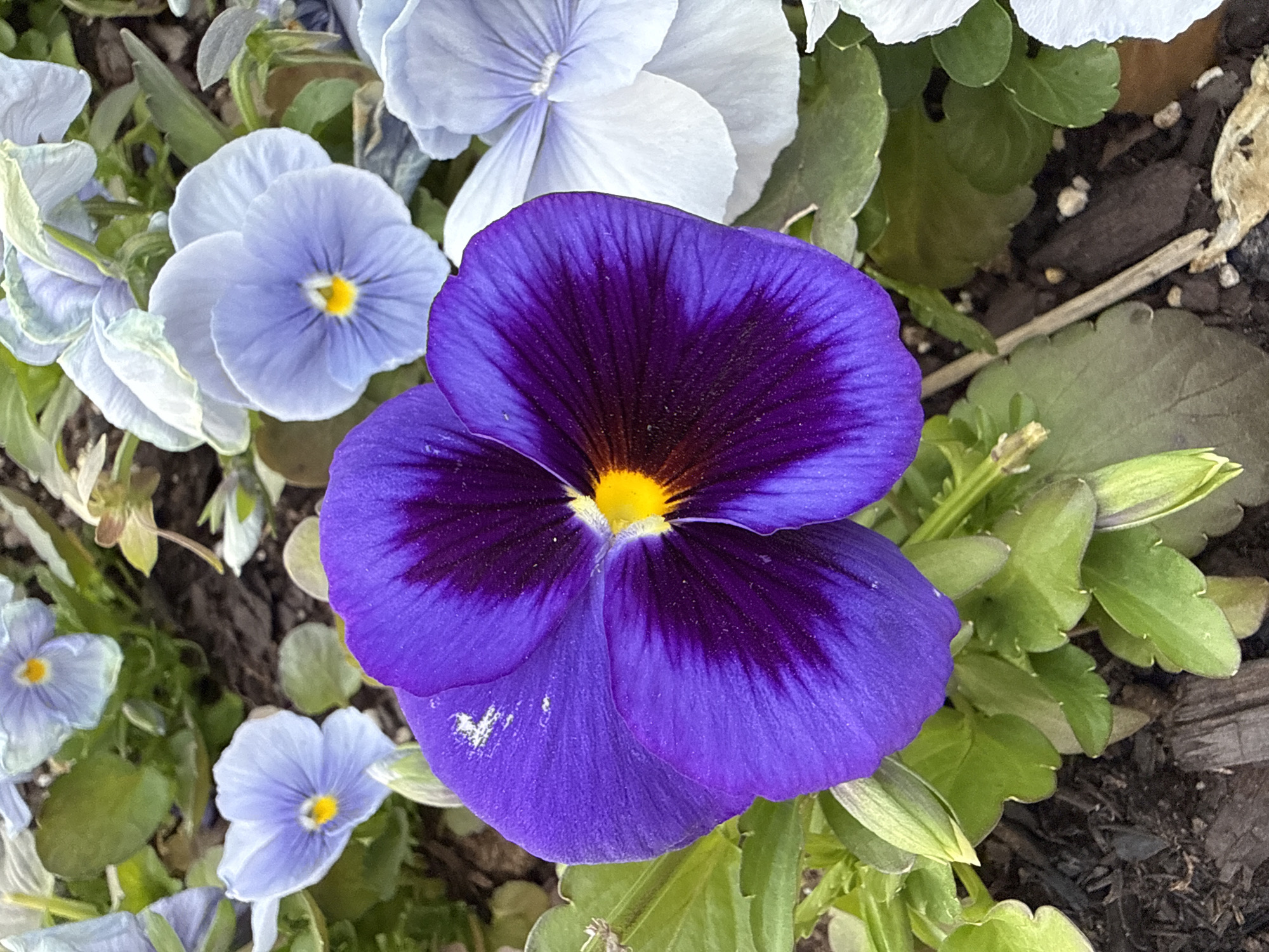 The image shows a close-up of several pansy flowers in bloom. The most prominent flower is a large, vibrant purple pansy with a darker, almost black, center and a bright yellow pistil. Other flowers in the image are a paler blue and white color. The flowers are growing in what appears to be a garden bed with dark soil. The environment consists of leaves, mulch, and a partial view of what appears to be a wooden plank. There are no people in the frame. There is no location information given in the image.