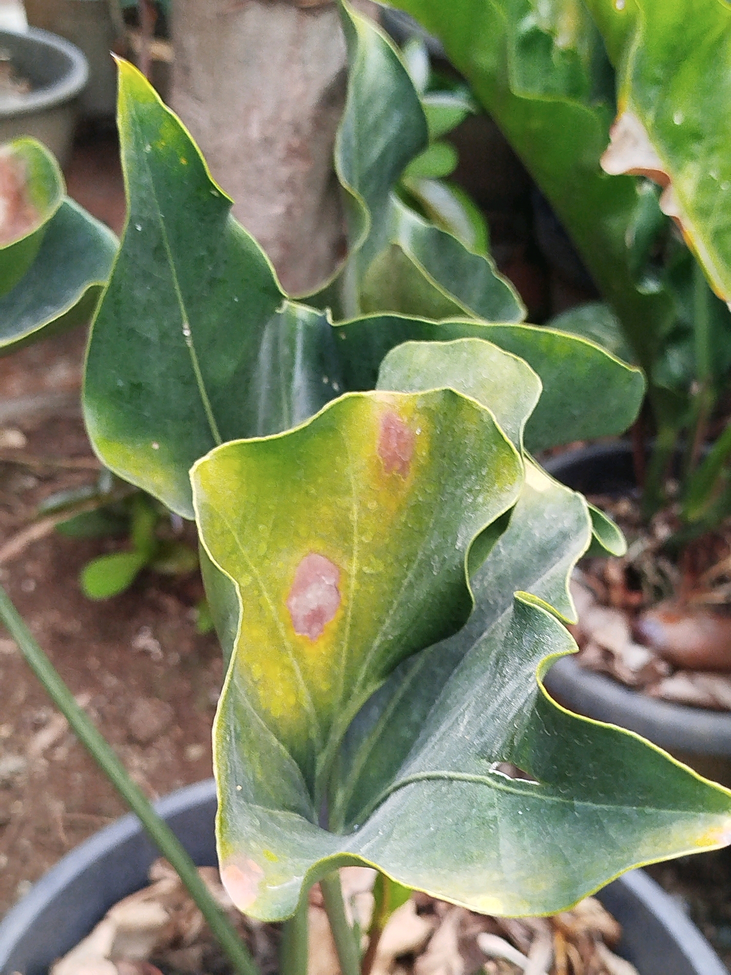 The image shows a close-up of a plant with green, wavy leaves that have brown spots and yellowing edges, indicating potential damage or disease. The plant is in a dark gray pot filled with soil and fallen leaves. In the background, out-of-focus, is a blurred tree trunk and other foliage. The lighting suggests an outdoor setting, possibly in a garden or nursery in Depok, Indonesia, given the context provided. There are no people visible in the image, and the focus is entirely on the plant and its condition.