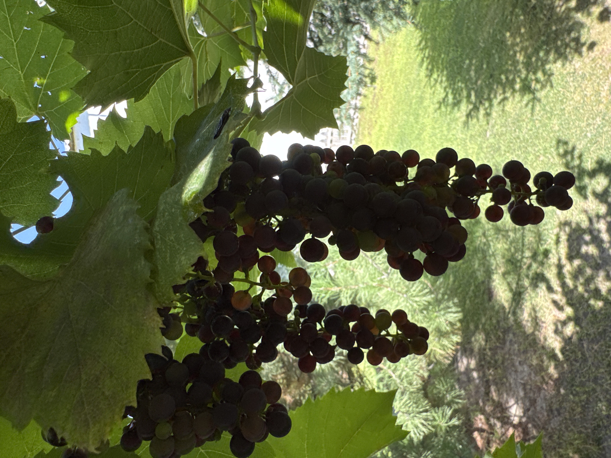 This is a close-up, low-angle photograph of several clusters of dark purple grapes hanging from a vine. Large, green grape leaves are prominent in the foreground and upper portion of the image, casting shadows. The background is blurred, showing a green lawn with dappled sunlight and shadows, and some evergreen trees. The scene appears to be outdoors in a residential or garden setting. The location is Qonaev, Kazakhstan, based on the provided metadata. No people or animals are visible in the image.