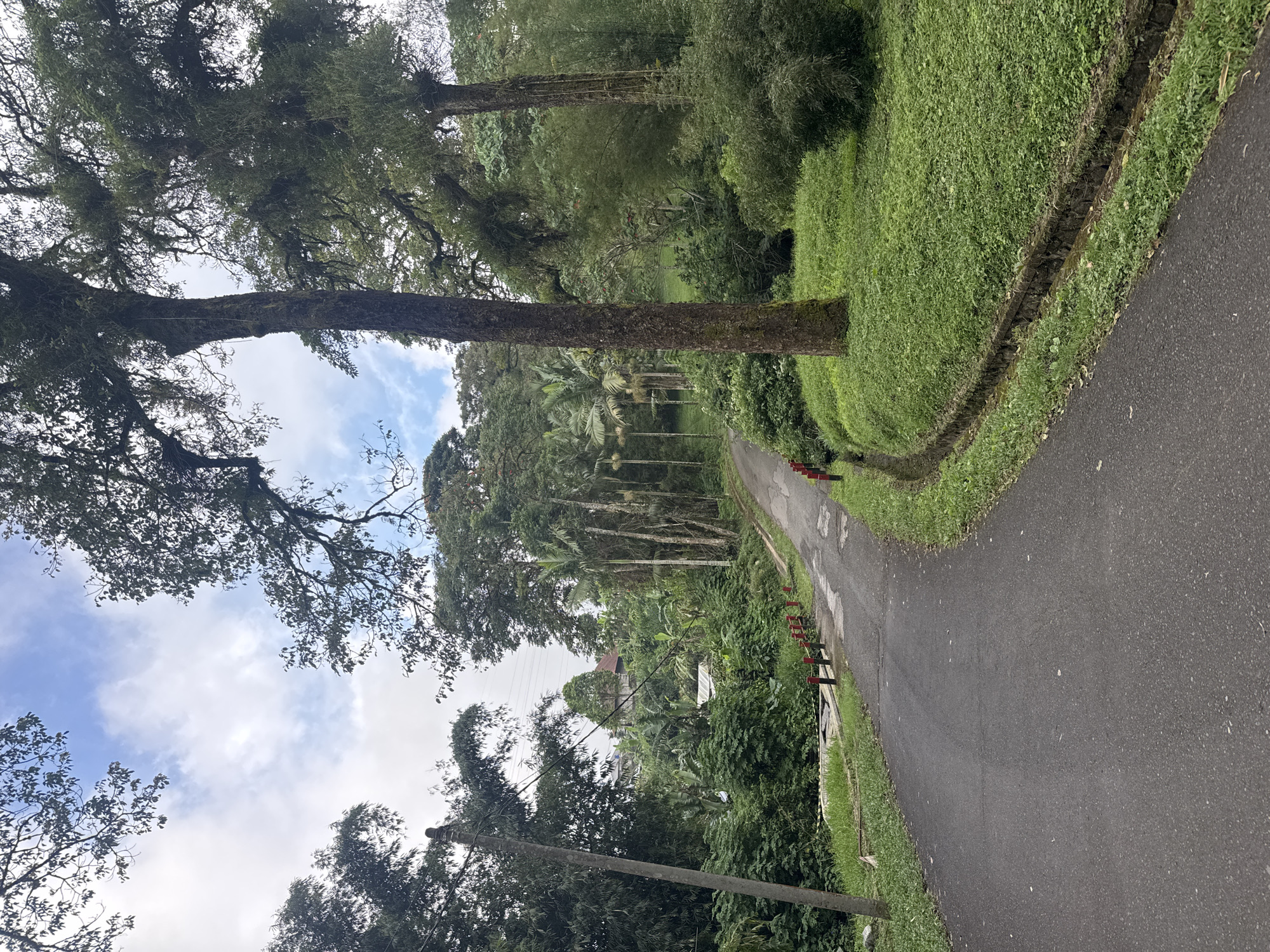 A medium-angle shot shows an asphalt road curving through a lush, green environment. On the left, large trees with moss-covered trunks reach towards the sky, partially obscuring a cloudy blue sky. Dense vegetation fills the area around the road, and the trees create a natural canopy overhead. Along the right side of the road, a grassy verge transitions into a small drainage ditch. Red and black bollards mark the edge of the road in some sections. In the distance, the vegetation thins out, revealing other trees and structures that could indicate a residential area. The location is likely in the vicinity of Baturiti, Indonesia. The image has been rotated.