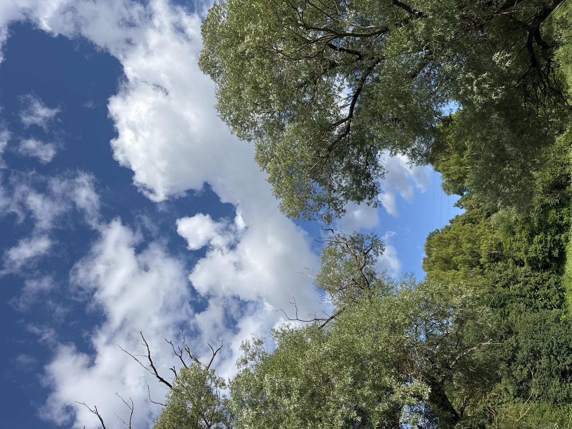 This low-angle shot captures a view looking up through the canopy of trees on a bright, sunny day. The sky is a vibrant blue, dotted with fluffy white cumulus clouds, indicating fair weather. The trees are lush and green, with some bare branches also visible. The foliage suggests it is likely summertime or late spring. The scene appears to be a natural setting, possibly a park or a forest, with the dense greenery creating a natural frame for the sky. The sunlight filters through the leaves, casting dappled shadows. There are no people or man-made objects clearly visible, emphasizing the natural beauty of the environment. The image evokes a sense of tranquility and the peacefulness of being outdoors on a pleasant day. The absence of any text or explicit activity suggests a static, observational perspective of the natural world. The provided location context of Serpukhov, Russia, places the scene in a specific geographical area, though no local landmarks are depicted.