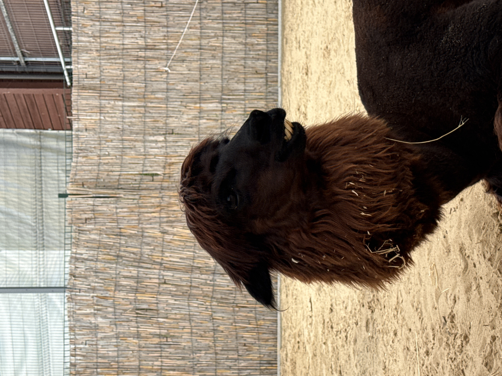 A dark brown alpaca with a shaggy mane and a black face is lying down on sandy ground. The alpaca's mouth is open, revealing its teeth. Behind the alpaca is a fence made of bamboo poles, and beyond that, a building with wooden siding and metal fencing is visible. The scene appears to be an outdoor enclosure, possibly a zoo or an animal sanctuary. The image does not provide any information about the city of Kazan, Russia, or any other specific location.