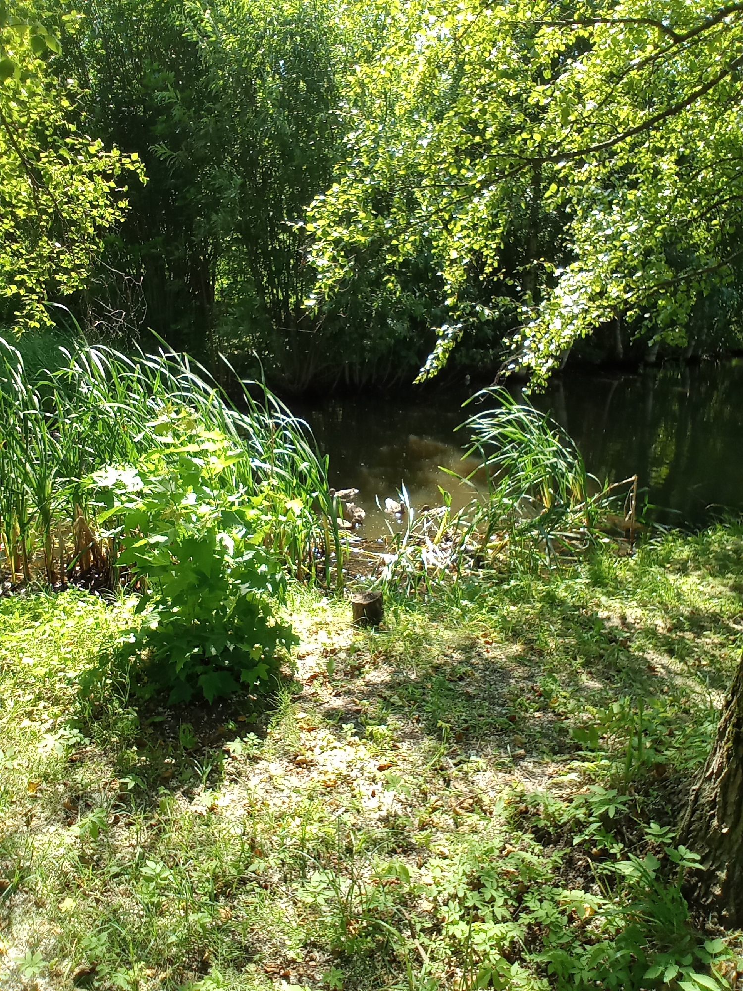 The image depicts a natural scene with a body of water, likely a pond or slow-moving stream, surrounded by lush greenery. Tall reeds and grasses grow along the water's edge, with a larger, leafy plant in the foreground. Sunlight filters through the dense canopy of trees, creating dappled patterns on the ground and water. Several ducks are visible in the water near the reeds. The overall impression is one of a serene, wooded environment. The location is identified as Belozersk, Russia, suggesting this is likely a park or natural area within the city.