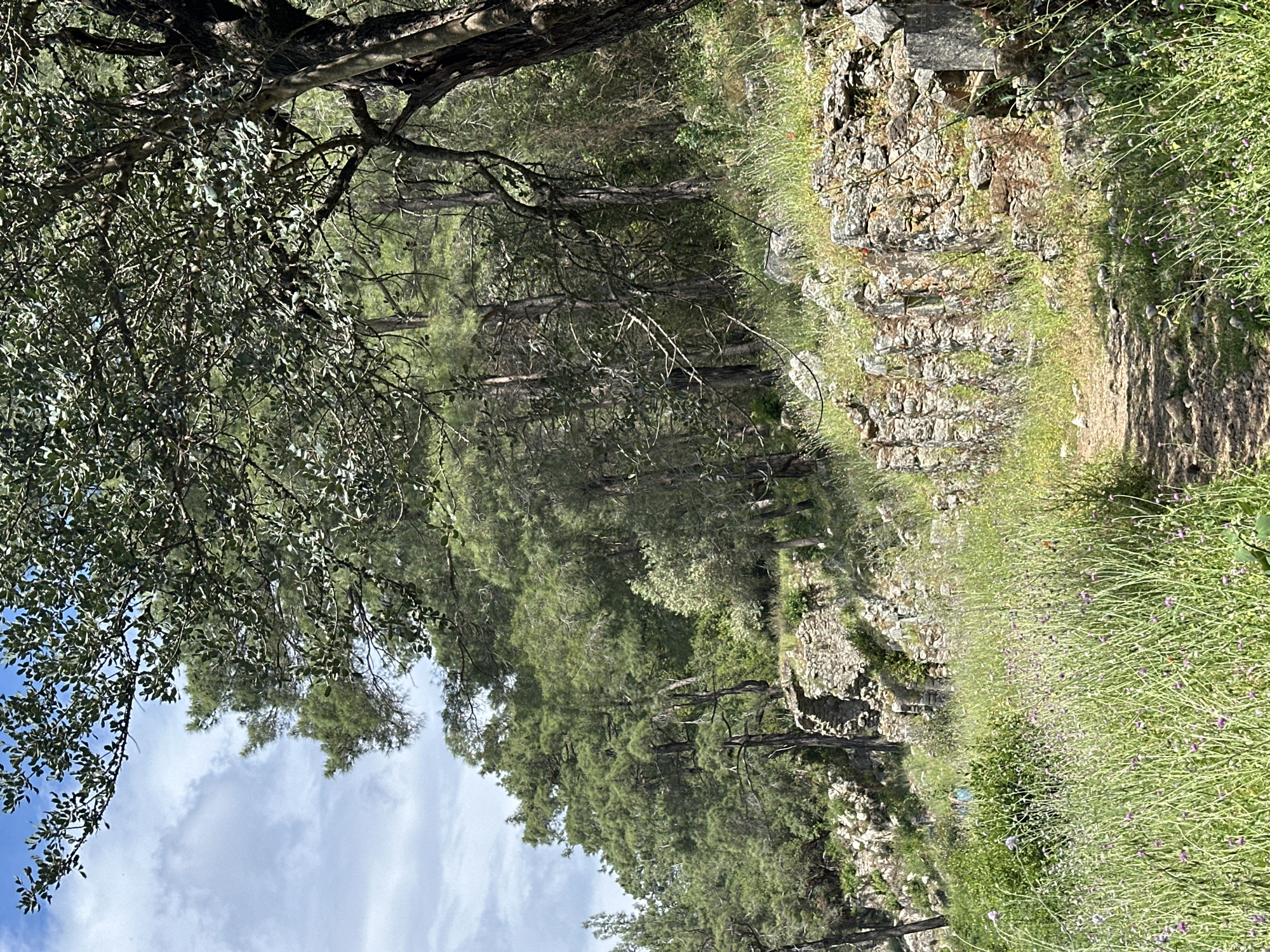The image shows a landscape in Kumluca, Turkey. A dirt path runs alongside a stone wall covered in moss and small plants. Tall grass with small purple flowers grows along the path. Trees line the opposite side of the path, and branches of a large tree overhang the scene. In the upper left corner, a portion of the sky with scattered clouds is visible.