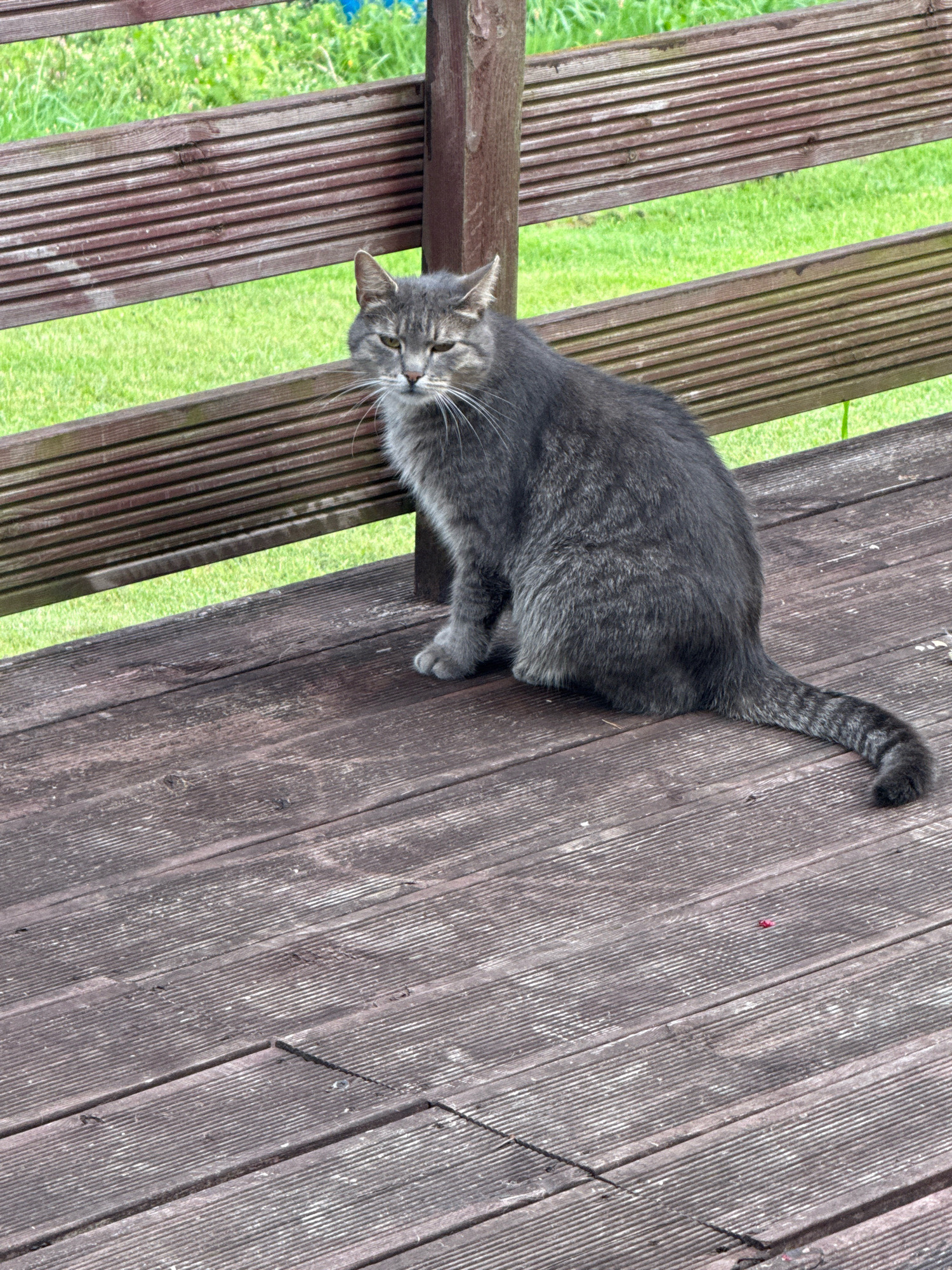 In Galinė, Lithuania, a gray tabby cat sits on a weathered wooden deck. The cat is facing left, with its tail curled around its body. The deck is made of dark wooden planks, laid parallel to each other. Behind the cat, a wooden fence with horizontal slats separates the deck from a grassy area. The grass is green and appears to be well-maintained. The overall scene suggests an outdoor setting, possibly a backyard or a public seating area.