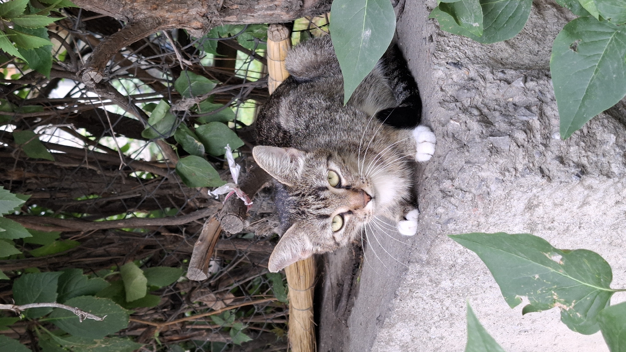 A tabby cat is peeking out from behind some branches and leaves. The cat has green eyes, white paws, and a grey and brown striped coat. It is looking directly at the camera with a curious expression. The cat is partially obscured by a concrete structure and some foliage. The background appears to be a natural outdoor setting with dense vegetation and a wire fence. The lighting suggests it is daytime.