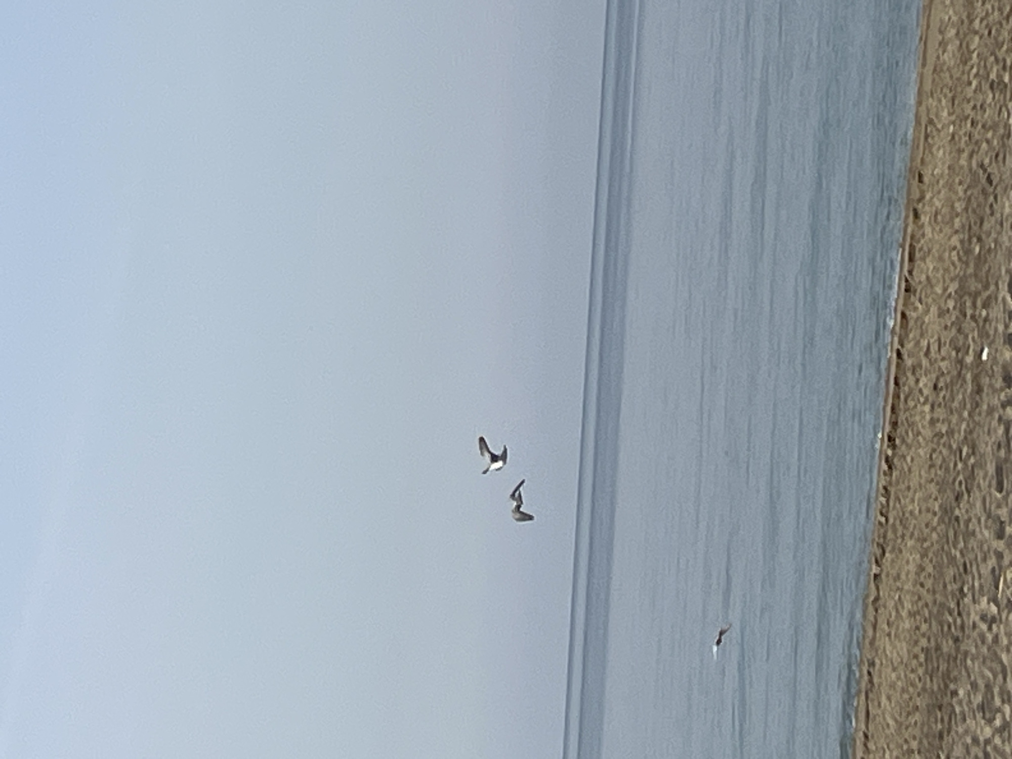 The image depicts a coastal scene near Alanya, Turkey. A body of water, possibly the Mediterranean Sea, occupies a significant portion of the frame. To the right, a sandy or pebbled beach is visible. In the sky, two seagulls are flying. Another bird is seen very distantly in the water. The sky is clear and blue.