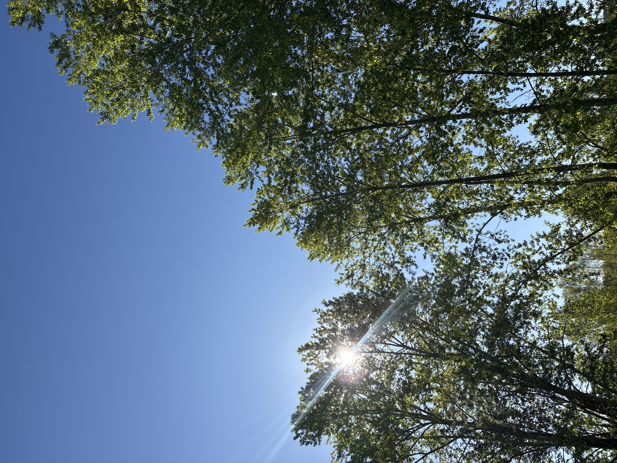 The image shows a view looking up into trees with the sky visible between the branches. The sky is a clear blue. Sunlight is filtering through the leaves in the lower part of the image, creating a bright glare. The scene appears to be outdoors, and the location is Chaikovsky, Russia.