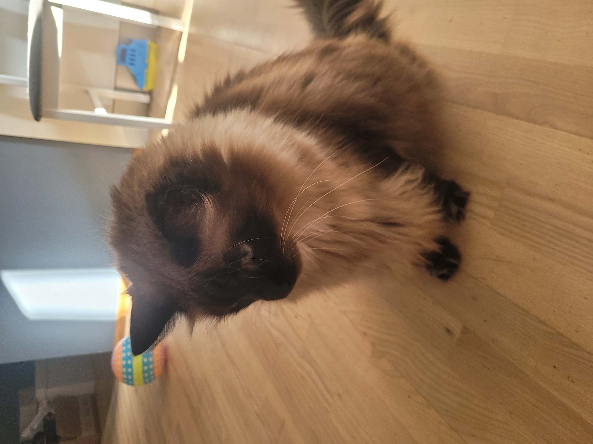 A fluffy, brown and white cat sits on a light wood floor. The cat is looking down and to the left. In the background, a colorful striped ball is on the floor to the left of the cat. To the right of the cat, a light-colored stool with a dark seat is visible. Underneath the stool, a blue and yellow plastic toy is on the floor. The scene appears to be indoors, possibly in a home. The image does not provide enough information to determine its location in Jūrmala, Latvia.