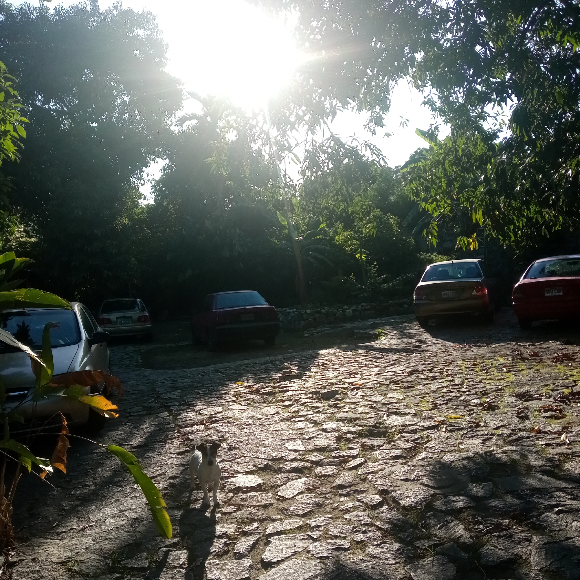 This is a medium shot of a cobblestone driveway in El Limón, Venezuela, during daylight. The sun is shining brightly through a canopy of trees, creating lens flare and dappled light on the ground. Several cars are parked on the driveway. In the foreground, a small white and brown dog is standing on the cobblestones. To the left, a portion of a silver car is visible, along with some lush green foliage. The background consists of dense green trees and vegetation, suggesting a natural or semi-rural setting.