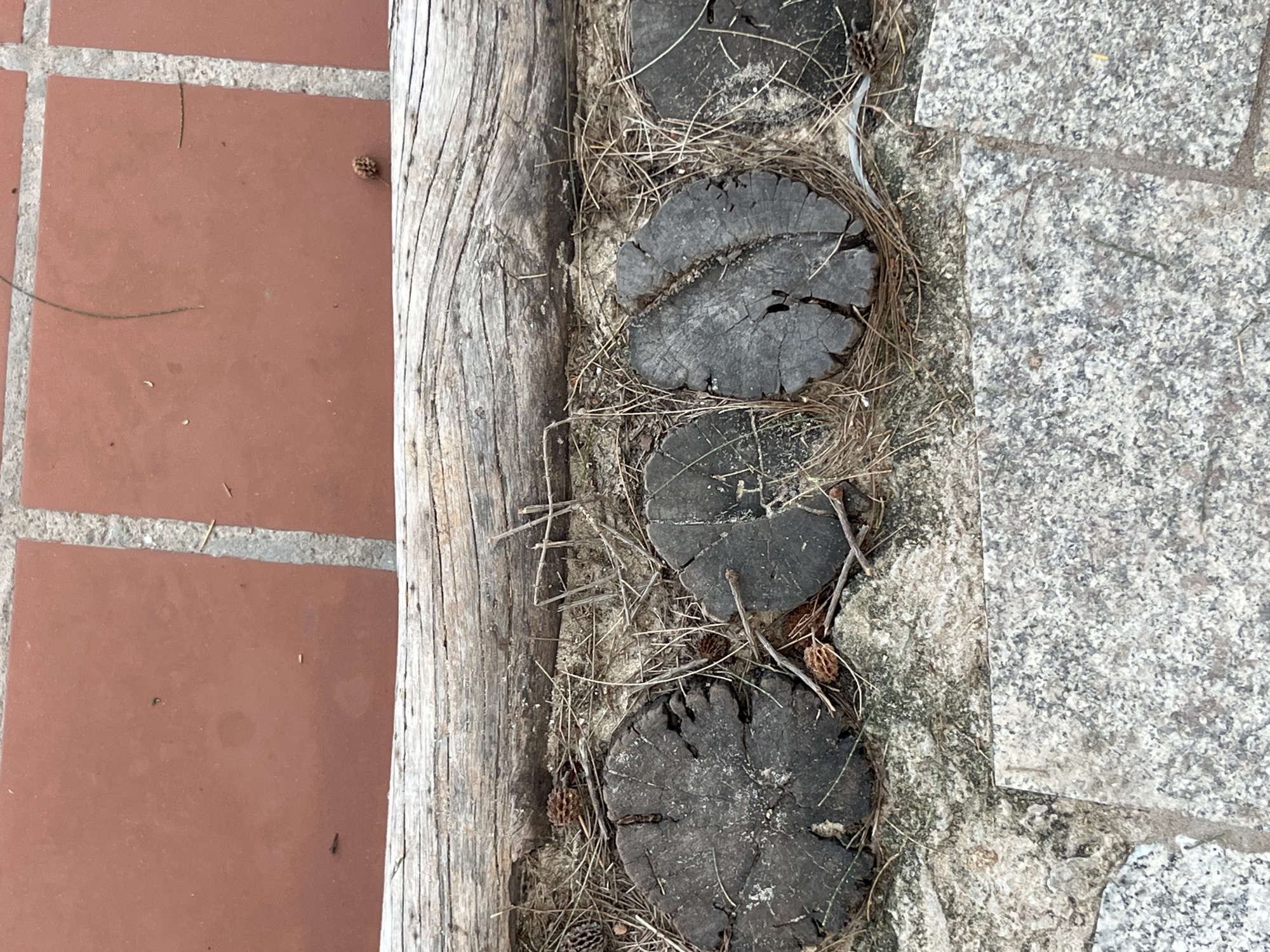 The image shows a close-up, top-down view of a border made of weathered wood logs and pine needles, separating two types of paving. The top section of the image displays a reddish-brown tiled surface, possibly terracotta, with visible grout lines. Below this, a thick, gray, horizontally oriented log lies across the frame, showing texture and weathering. Beneath the log, a layer of dry pine needles and small pinecones covers the ground. Several dark, circular wood cut sections are embedded in the ground, appearing as decorative elements or as part of a pathway. These cut sections have visible grain and are cracked, suggesting age and exposure to the elements. The bottom of the image reveals a speckled, gray stone paving, likely granite, with visible seams between the stones. The overall scene appears to be an outdoor setting, possibly a garden path or walkway, in Phu Thuy Ward, Vietnam. There are no people or animals visible in the image.