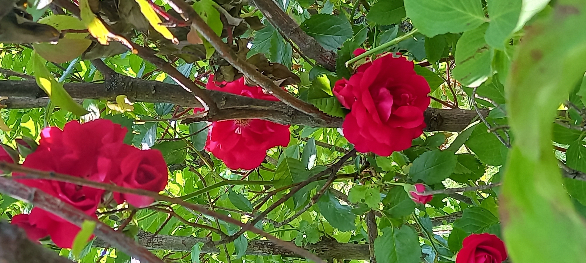 The image shows a close-up view of several red roses blooming on a bush. The roses are vibrant red and have multiple layers of petals. They are surrounded by green leaves and the branches of the bush. The sunlight filters through the leaves, creating highlights on the petals. The background is blurred, suggesting a shallow depth of field, and hints at more greenery and possibly other plants. One rose in the lower center is fully open, revealing its intricate petal structure. Another fully open rose is visible in the upper left, partially obscured by branches. A rose bud, in a deep pinkish-red hue, is visible in the lower left quadrant, a contrast to the fully bloomed flowers. The image appears to have been taken outdoors in a garden or natural setting. There are no people or animals present. The scene is peaceful and natural, focusing on the beauty of the roses. The image does not provide any specific details about the location in Kryvyi Rih, Ukraine, beyond it being an outdoor scene with blooming roses.