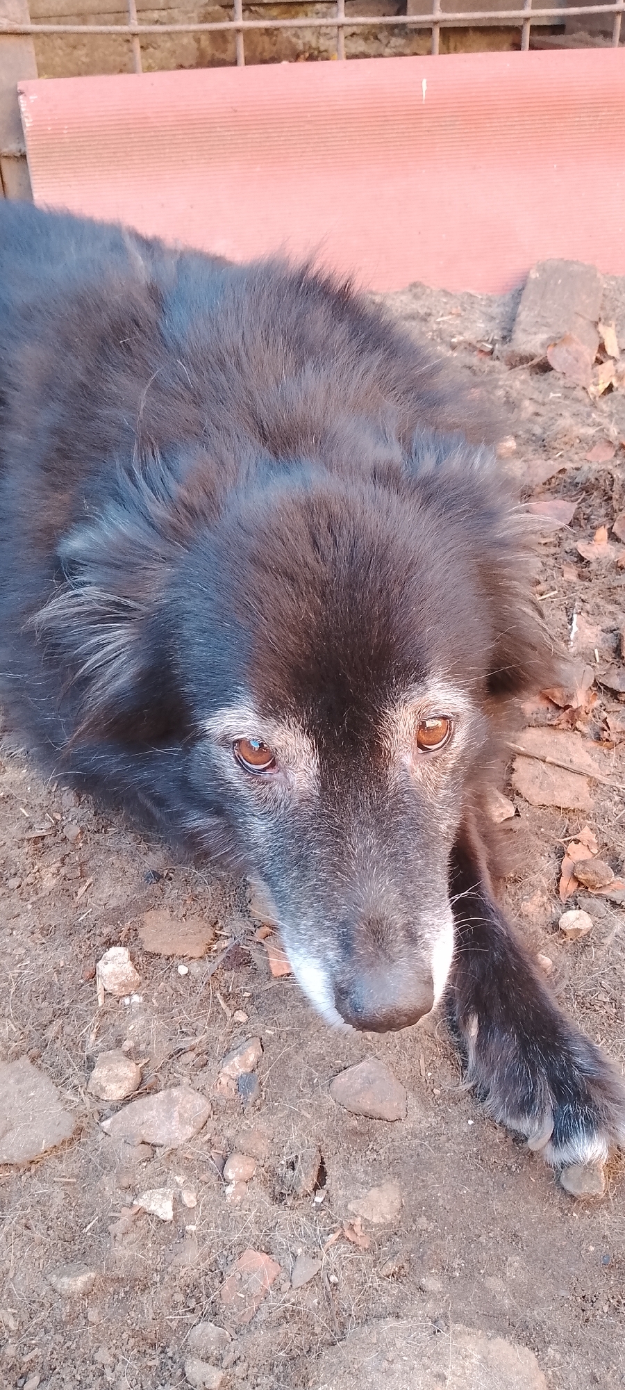 A close-up, eye-level, vertical shot shows a medium-sized, black and gray dog lying down on rocky, dry soil. The dog's head is angled slightly downward and to the right. Its fur is dark on top with graying around the muzzle and eyes. The dog has amber-colored eyes. In the background, out of focus, is a pink horizontal surface with horizontal indentations, possibly a piece of plastic or metal, and beyond that, a blurred metal fence. The ground is composed of dirt, small stones, and dry leaves. The lighting suggests it is daytime, with some shadows indicating the sun's position. The scene appears to be outdoors, possibly in a yard or enclosure. There is no indication of the specific location in Belgorod, Russia, within the image itself.