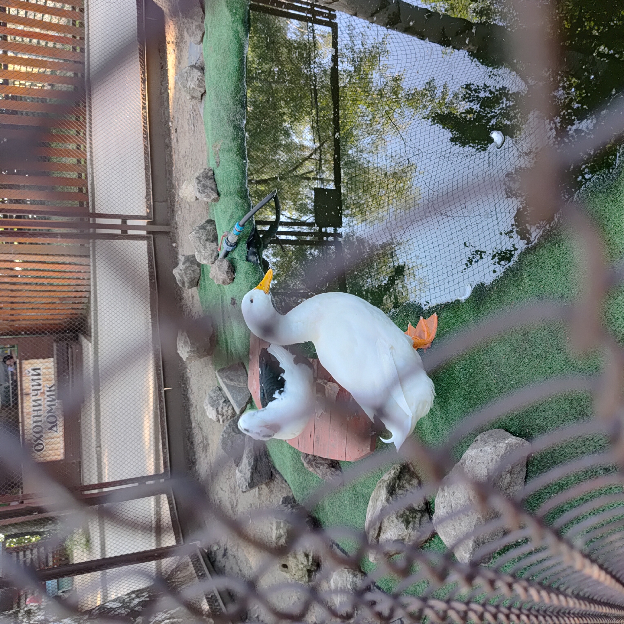 The image shows two white ducks in an outdoor enclosure. One duck is larger and has its head raised, with a yellow beak. The other duck, smaller, is partially visible beneath the larger one. The enclosure has a pool of water with a net over it, and the ground is covered with green artificial turf and rocks. In the background, there is a fence with wooden slats and a metal mesh. Part of a sign with Cyrillic text is visible on the left, reading "ОХОТНИЧИЙ ДОМИК" (Hunting Lodge). The lighting suggests it is daytime, possibly late afternoon or early morning given the reflections in the water and the warm tones on the fence. The scene appears to be a zoo or a wildlife park exhibit.