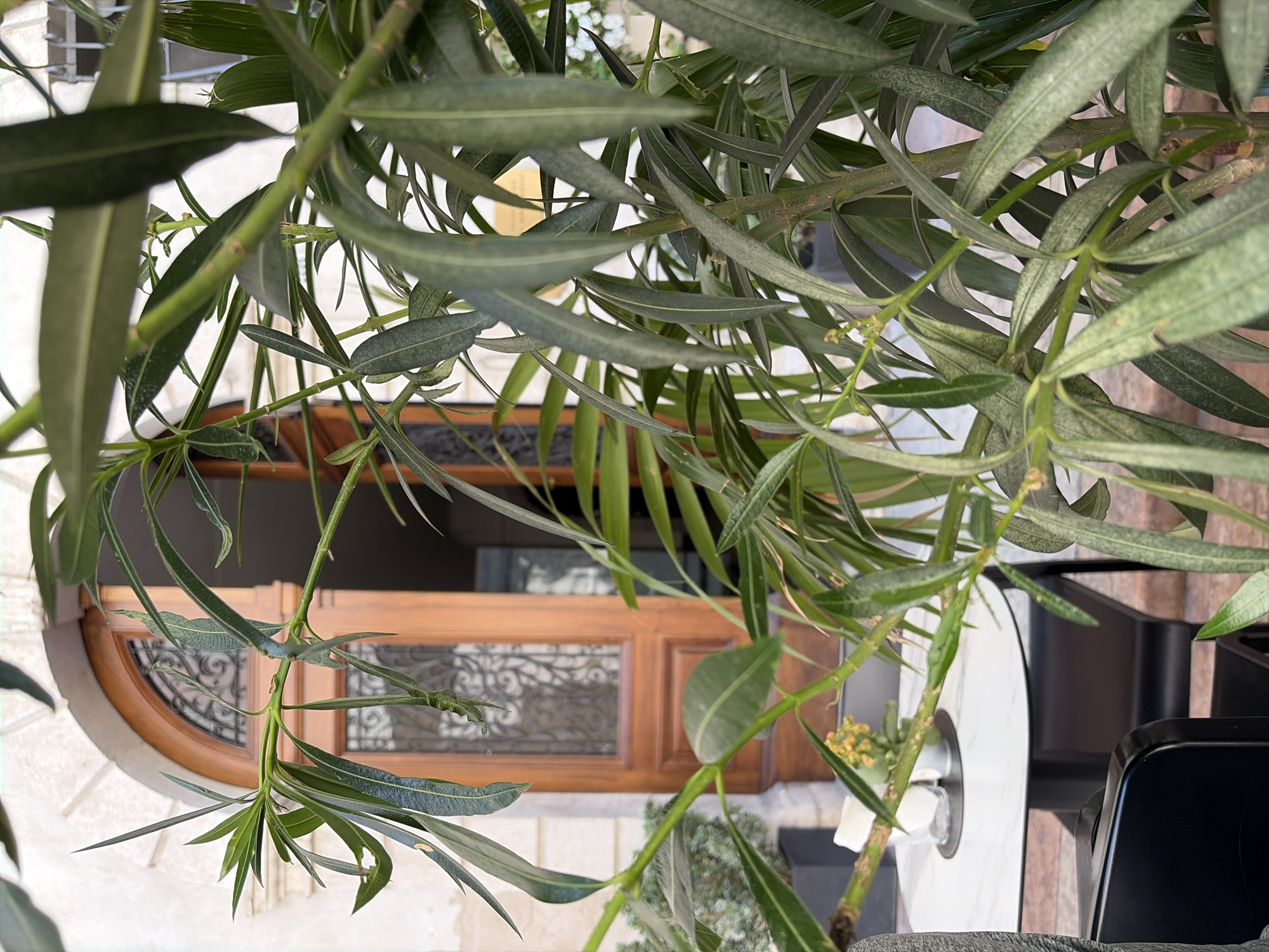 In Trento, Italy, a close-up shot frames a dense arrangement of long, slender green leaves from a plant in the foreground, obscuring much of the background. Behind the foliage, a large, arched wooden door with decorative metalwork is visible, suggesting an entrance to a building. To the left of the door, a round white table with a marble-like surface is set with a glass and a small potted plant with yellow flowers. A black chair is positioned next to the table, and another black chair is partially visible in the lower left corner. The architecture of the building appears to be stone, with detailing around the doorframe. The overall scene is outdoors, likely an entryway or a cafe setting.