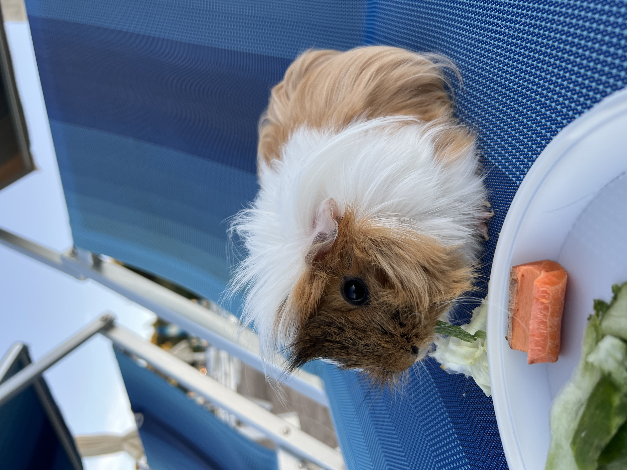 A guinea pig with brown, white, and tan fur is eating lettuce from a white plate. The plate also contains a piece of carrot. The guinea pig is sitting on a blue striped lounge chair outdoors. In the background, more lounge chairs and a glimpse of the sky are visible. The image appears to be taken during the daytime.