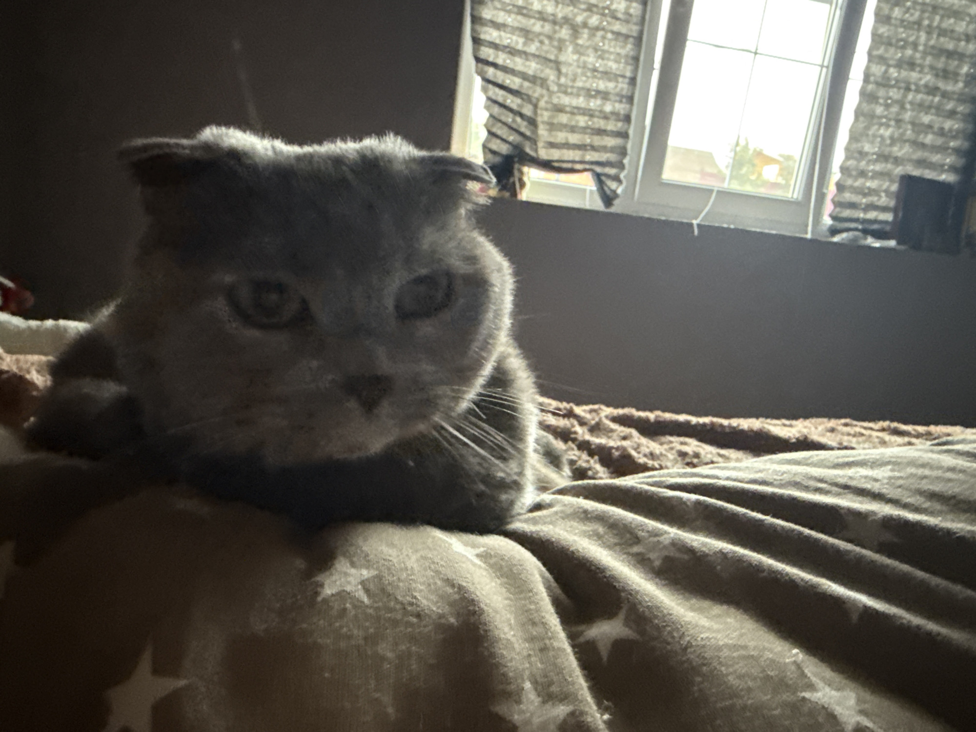 A grey Scottish Fold cat with folded ears is lying on a brown blanket with a star pattern. The cat is in the foreground, with its head slightly tilted. Behind the cat, a window is visible with grey blinds. Through the window, a building and trees can be seen. The room appears to be dimly lit, with light coming from the window. The location is not specified in the image.