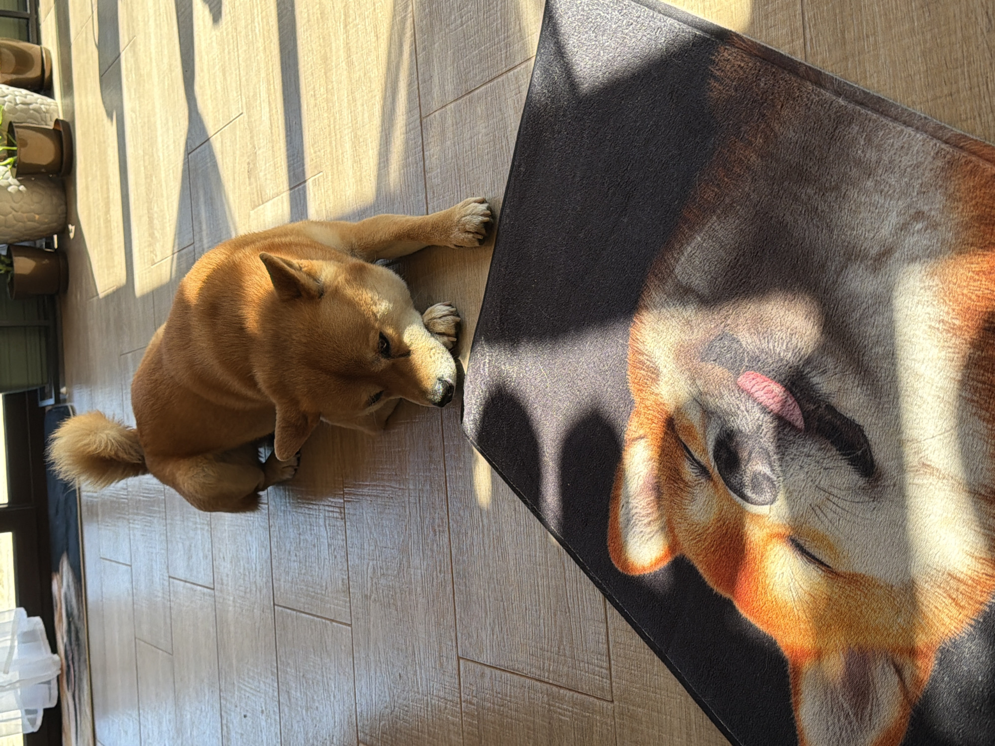 A Shiba Inu dog lies on a wood floor next to a mat. The mat is dark with a lighter image of a dog laying down and appears to be licking its nose. Sunlight shines through a window casting shadows on the dog and floor. Several potted plants are partially visible on the left side of the image. The location of Priseltsi, Bulgaria is unknown, cannot be confirmed, and is not apparent from the image.