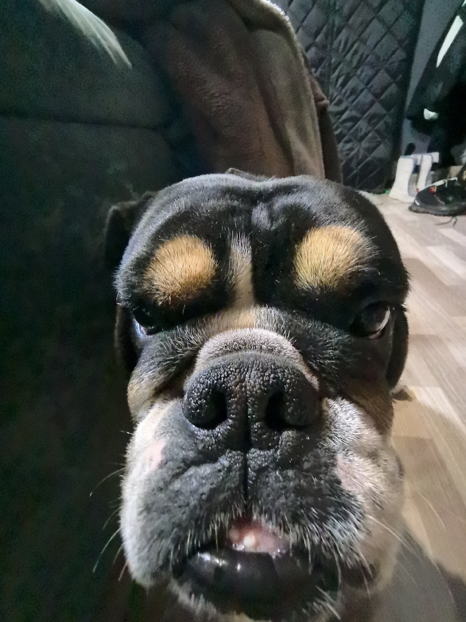 A very close-up, headshot photograph captures a charming dog looking directly at the camera. The dog, likely a bulldog or a similar brachycephalic breed, has short, dense fur with a dominant black color, accented by distinctive tan markings above its eyes and on its cheeks, reminiscent of eyebrow spots. Its large, dark nose is prominent in the center, and its mouth is slightly ajar, revealing a few lower teeth and some moisture, giving it a curious or friendly expression. Its eyes are dark, reflecting some light, and convey attentiveness.
The setting appears to be indoors. To the left and behind the dog, dark, plush fabric, possibly a sofa or blanket, is visible. To the right, a dark, quilted texture is seen, along with a light wooden floor. On the floor, part of a dark shoe with a white sole and red accents, and another light-colored object (possibly another shoe or sock) are visible. The lighting is artificial, illuminating the dog's face clearly while the background remains darker. There is no visible text in the image. The dog's overall demeanor is one of relaxed curiosity. This scene takes place in Noviy, Russia.