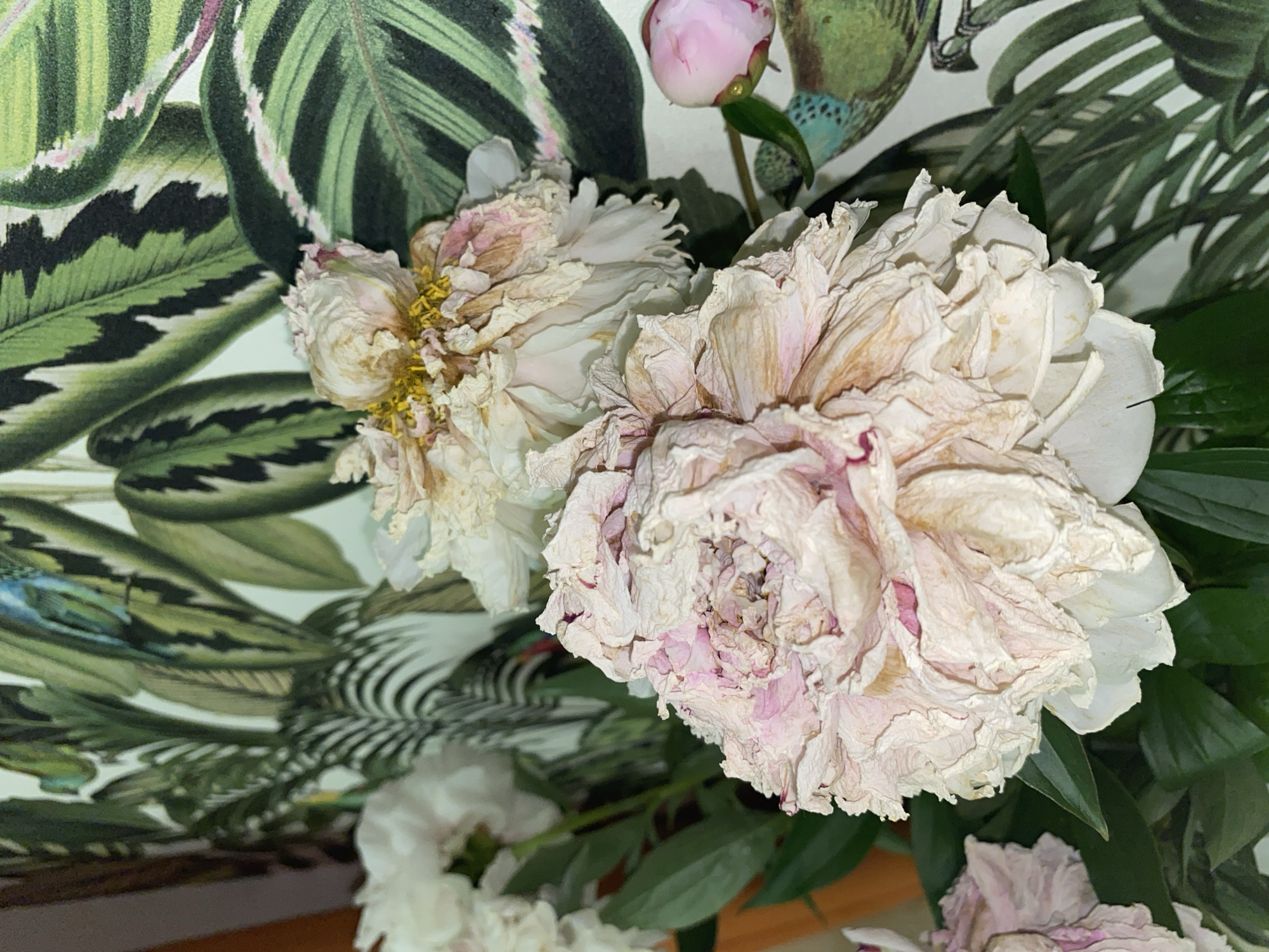 The image shows a close-up of several dried peonies. The flowers are predominantly pale pink and white, with some petals showing browning and a dry, crinkled texture. The central flower in the foreground is the largest and most detailed, with its intricate layers of petals prominently displayed. Another dried peony is visible behind it, with yellow stamens exposed. A smaller, unopened pink peony bud is located to the right of the frame. The background features a wallpaper with a tropical botanical print, showcasing large green leaves with dark stripes and some abstract elements, possibly birds. The lighting appears to be indoor and somewhat dim. There is no indication of a location in Votkinsk, Russia, or any people present in the image.