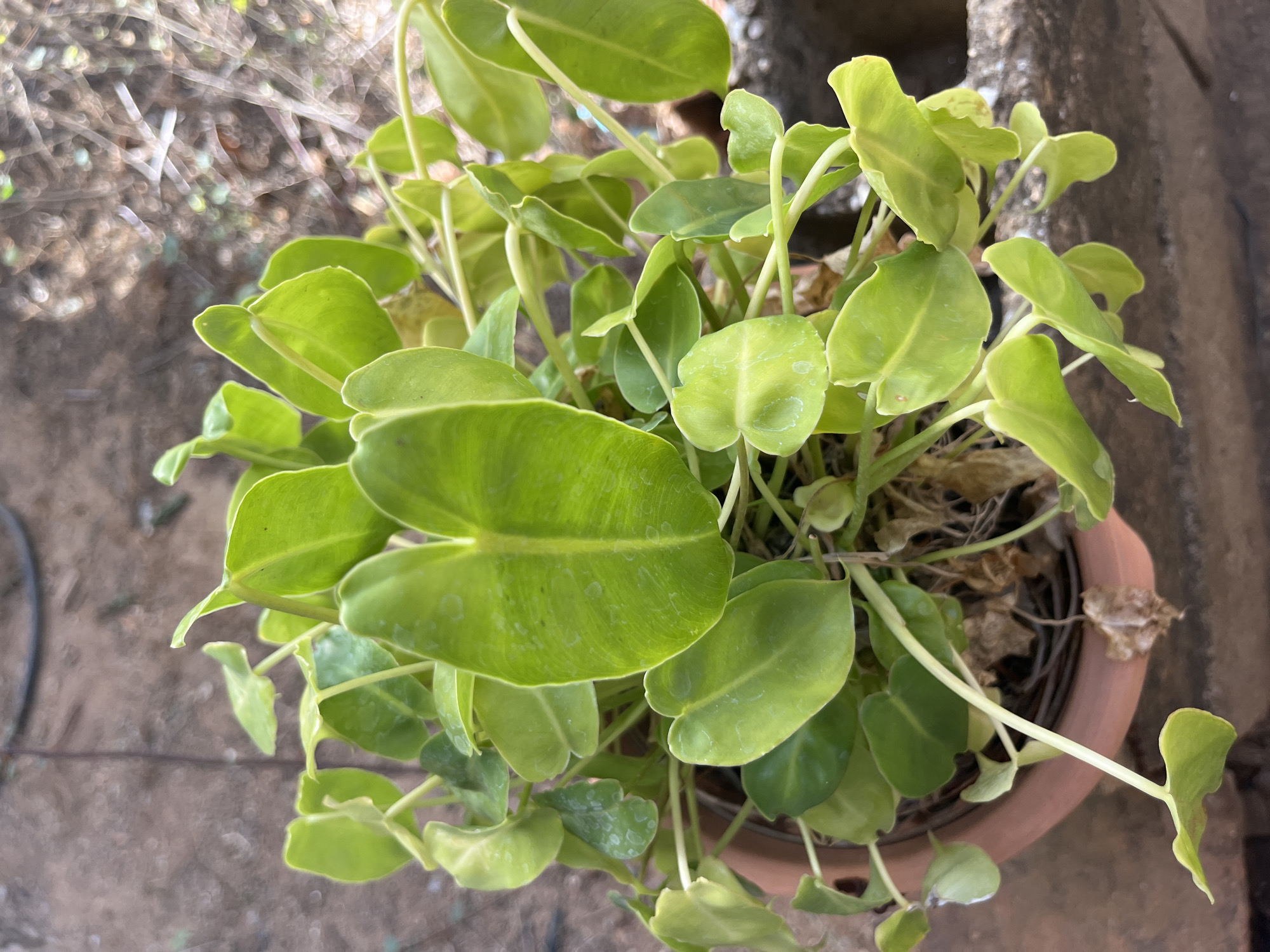 A close-up, overhead shot shows a potted plant with heart-shaped, glossy green leaves. The plant is in a terra cotta pot, and the background is blurred, showing ground and vegetation. There is no indication of the city of Juan Griego, Venezuela in this image.