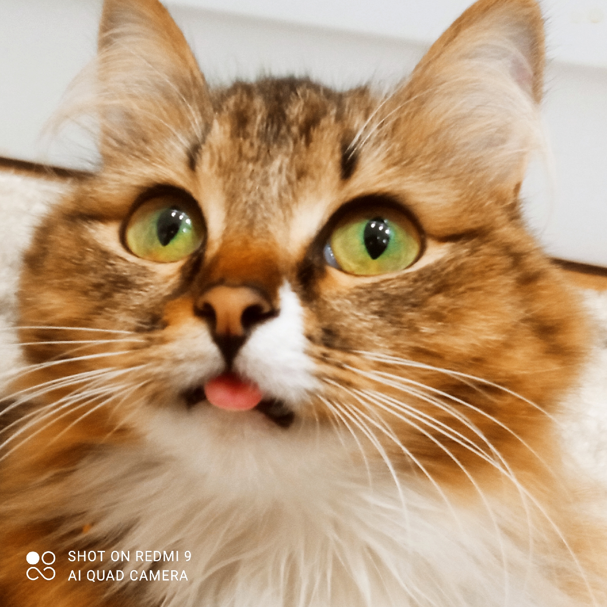 The image is a close-up, high-angle shot of a cat's face. The cat has green eyes, brown and orange fur, and white markings around its mouth and chest. Its tongue is sticking out slightly. The background is a light-colored, blurred surface, possibly a wall or furniture. Text at the bottom of the image reads "SHOT ON REDMI 9 AI QUAD CAMERA". The image does not contain any information about the city of Chaikovsky, Russia.