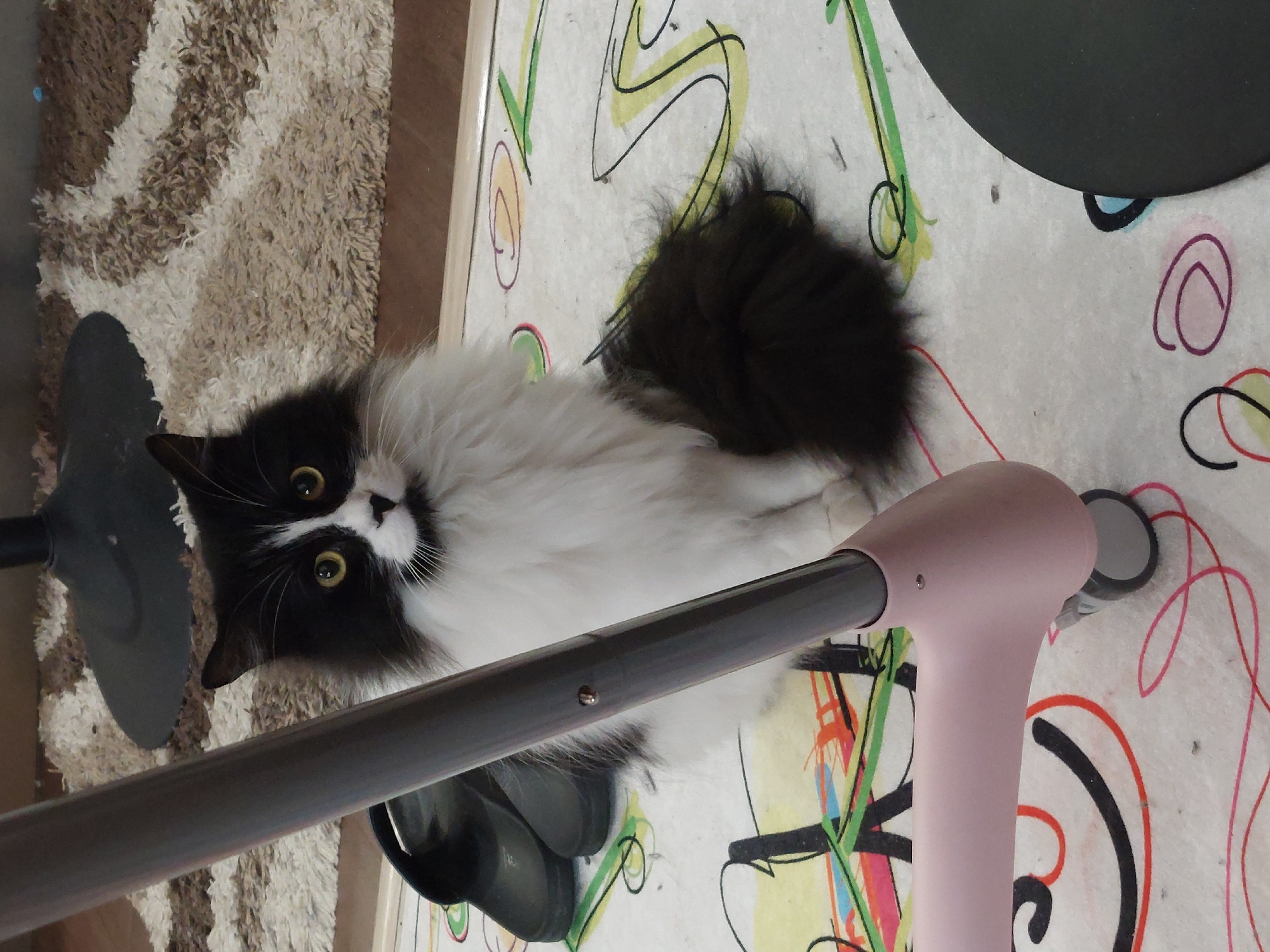 A medium-shot, angled overhead view shows a black and white cat sitting on a colorful rug. The cat has long fur, particularly around its chest and neck. Its eyes are visible and focused on the viewer. Part of a vacuum cleaner (a gray pipe and a pink handle) is in the foreground, slightly obscuring the cat. The rug has an abstract pattern with various colors including yellow, green, red, and black. A fuzzy beige rug is visible in the upper-left corner of the image. The location is likely indoors, in an apartment in Plovdiv, Bulgaria.