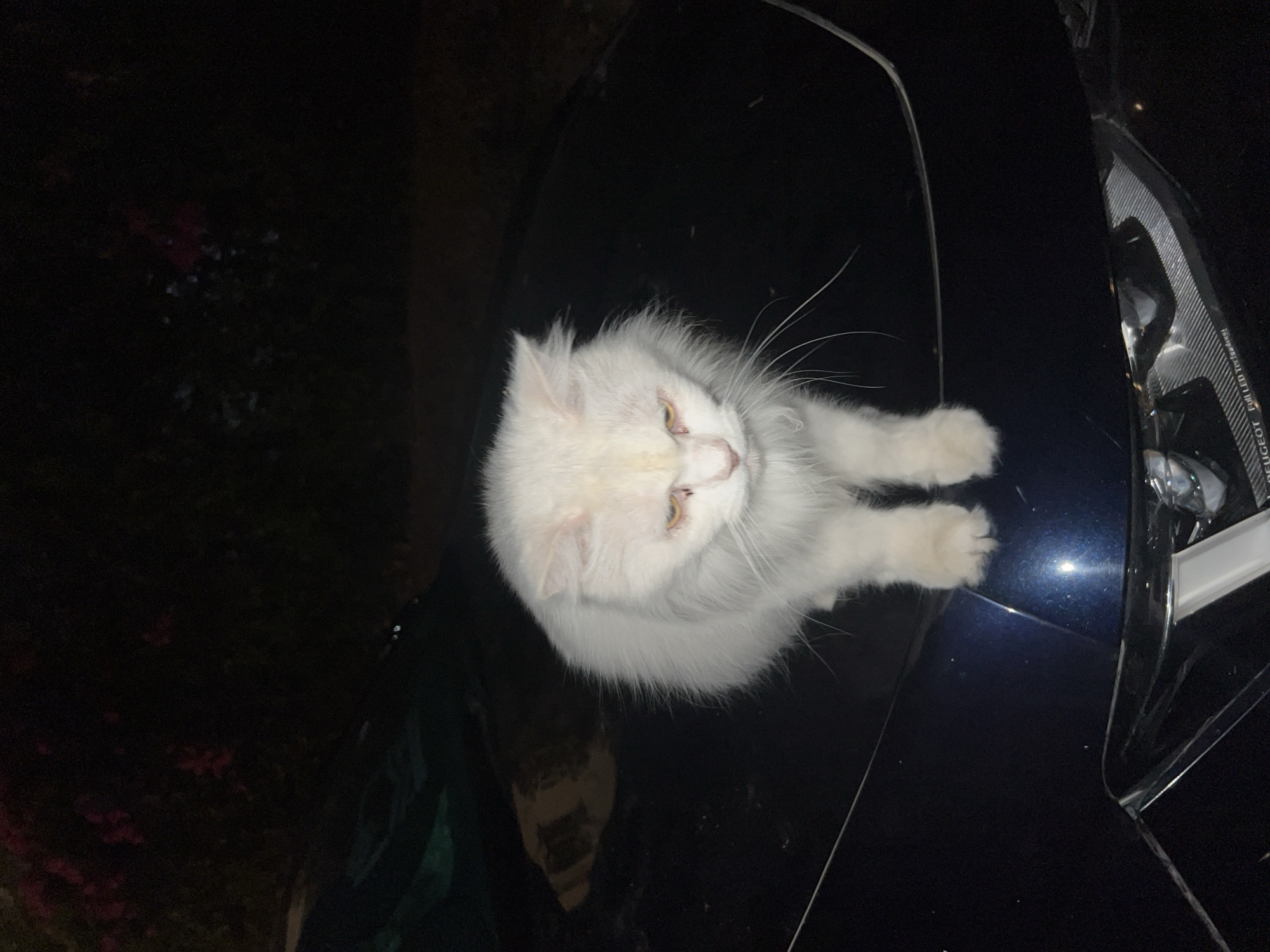 A white cat with yellow eyes is sitting on the hood of a dark blue car at night. The car's headlights are visible and appear to be LED. There are some dark green fabric items on the car next to the cat. In the background, there are dark foliage and pink flowers. The scene is illuminated by ambient light, possibly from streetlights or the car's own lights. There are no people visible in the image. The car appears to be parked outdoors in a residential or garden area. The cat's fur is fluffy and appears to be long-haired. The cat is looking down and appears to be grooming itself. The overall impression is of a calm and peaceful scene. The location is specified as Sharm El Sheikh, Egypt.
