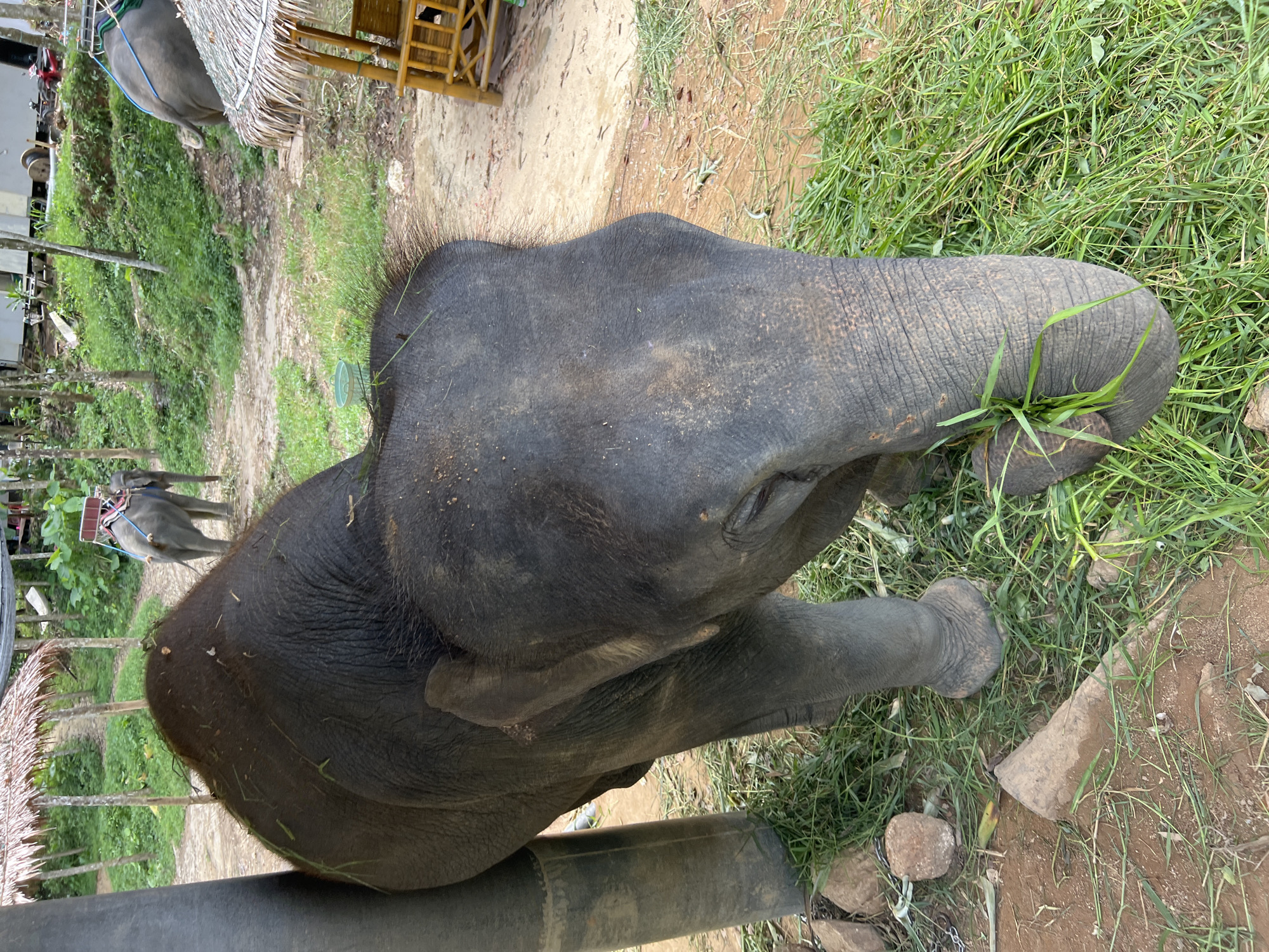 An adult elephant is depicted in the foreground, its head lowered and trunk extended to eat grass. The elephant is dark gray with wrinkled skin and appears to be standing on a dirt path with patches of green grass. Behind the elephant, another elephant with a saddle is visible in the middle ground, walking away from the viewer. The background consists of lush green vegetation, trees, and a thatched-roof structure. The scene is set in an outdoor environment, likely an elephant sanctuary or park, given the presence of multiple elephants and tourist-oriented infrastructure. The image is taken from a low angle, emphasizing the size of the foreground elephant.