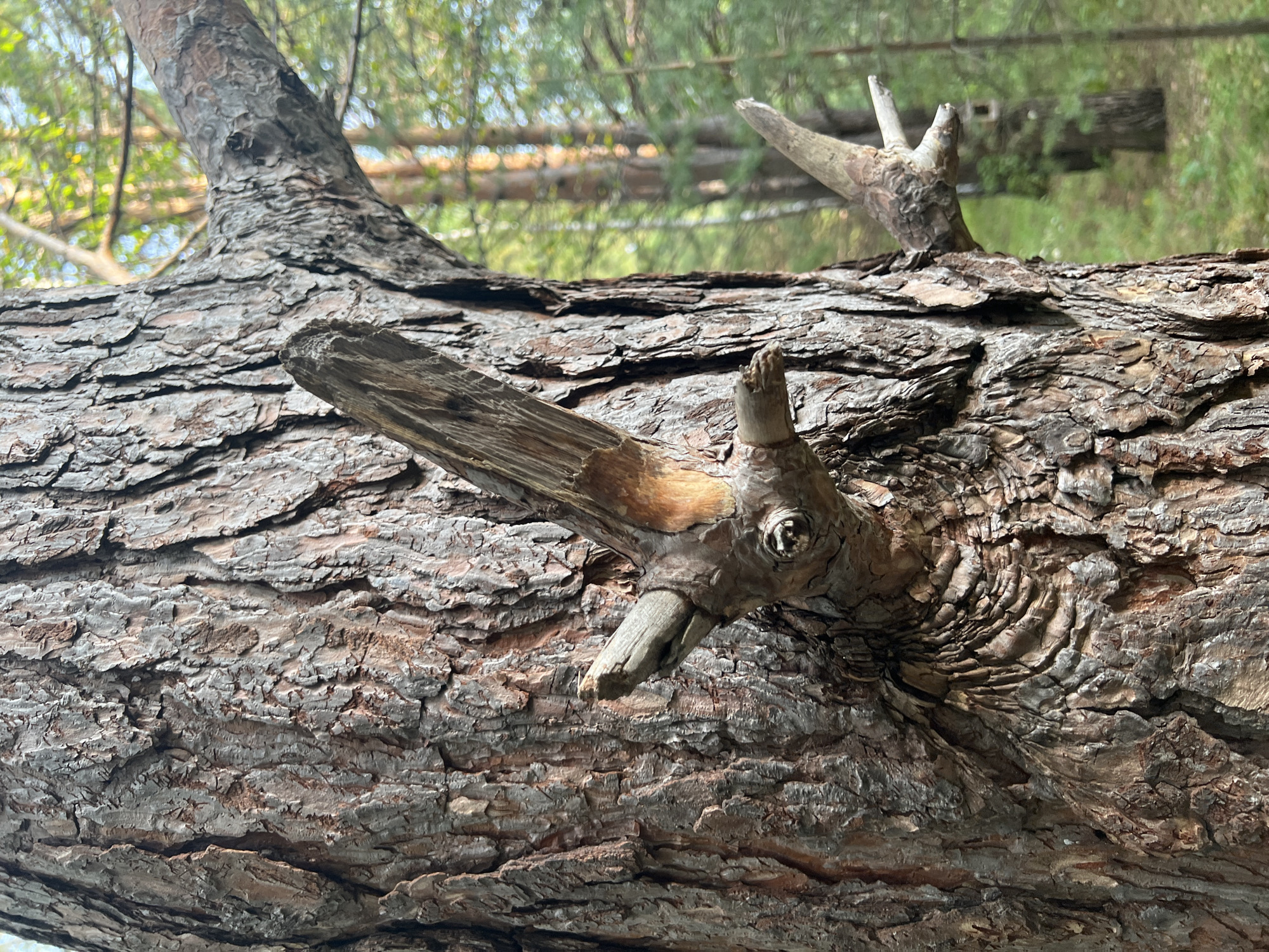 The image displays a close-up of the textured bark of a large tree, likely a pine, with several weathered branches protruding from its trunk. The bark is rough and deeply grooved, with shades of brown, gray, and reddish-brown. Two prominent, jagged branches extend from the left side of the trunk, one pointing upwards and the other to the right. A third, smaller branch is visible on the right side of the trunk, also pointing outwards. The background shows a blurred forest scene with other trees and foliage, suggesting an outdoor, natural setting. The lighting indicates it is daytime, with sunlight filtering through the trees. There are no people or animals visible in the image. The image does not provide any specific visual cues to indicate a location within the city of Krasnoyarsk, Russia, or any urban context.