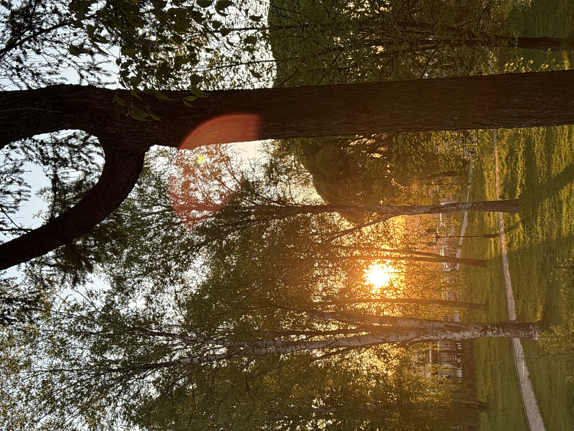 The image depicts a park scene at sunset, likely in Perm, Russia. Sunlight streams through a row of birch trees, casting long shadows on the green grass. A large, horizontal tree trunk with a curved branch runs across the top of the image, partially obscuring the view. The background reveals a pathway and possibly a building or fence, suggesting an urban park setting. No people are visible.