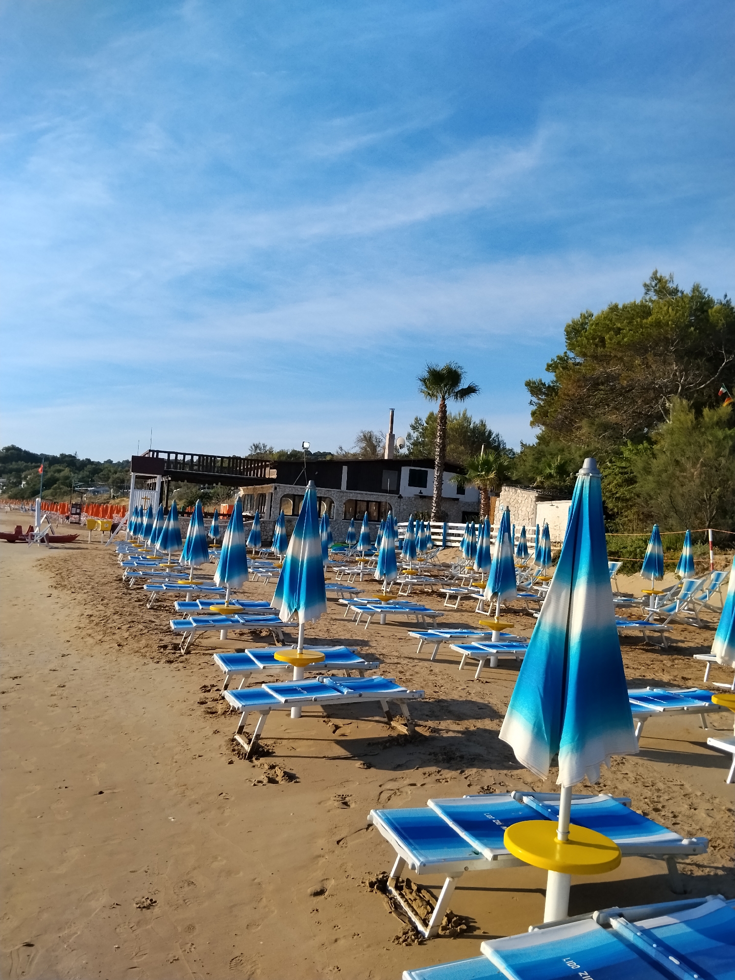 This image depicts a beach resort in Vieste, Italy, likely during the off-season or early morning, given the absence of people. The scene is dominated by rows of empty lounge chairs and closed umbrellas, set against a backdrop of sandy beach, a building, and lush green trees. The beach chairs are predominantly white with blue and white striped cushions, and the umbrellas share the same color scheme, with some featuring bright yellow bases. In the distance, a building with a dark-colored roof and stone accents is visible, with a raised wooden deck. Several palm trees and other lush green foliage frame the scene, suggesting a Mediterranean climate. The sky is a clear, bright blue with wispy white clouds. A small red boat is visible on the left side of the image. The overall impression is one of quiet anticipation, with the amenities prepared for a day of leisure that has yet to commence.