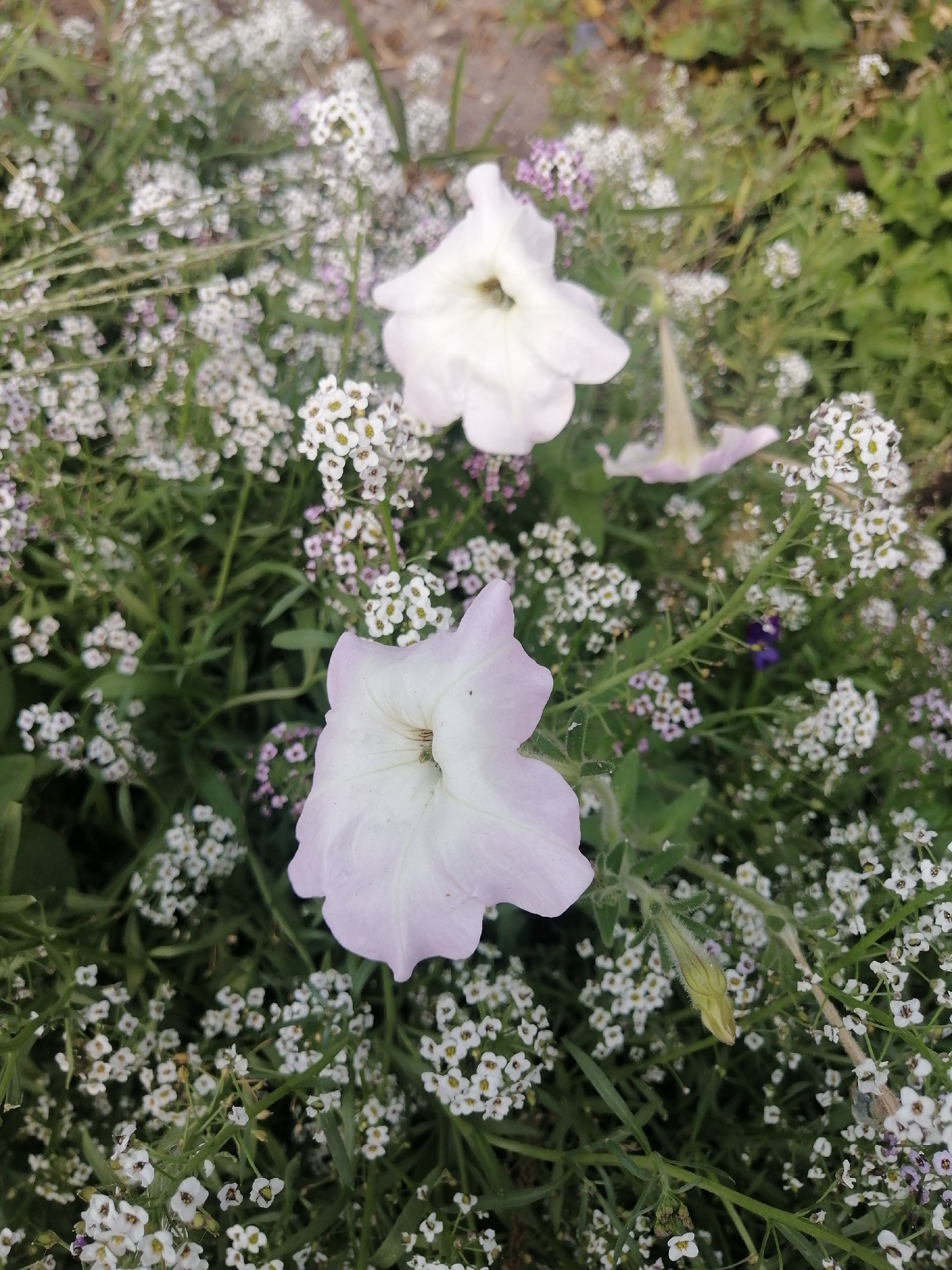 The image shows a close-up of a garden bed filled with flowers. Dominating the foreground are two large petunia flowers, one a pale pink and the other white. They are surrounded by a mass of small white flowers, likely sweet alyssum, with hints of purple flowers interspersed. The background consists of green foliage and a blurred area that could be a path or ground. The lighting suggests it is daytime, possibly overcast or in shade, as there are no harsh shadows. There is no evidence of people, specific city landmarks, or any actions taking place. The location in Kremenchuk, Ukraine, is not visually discernible from the image itself.