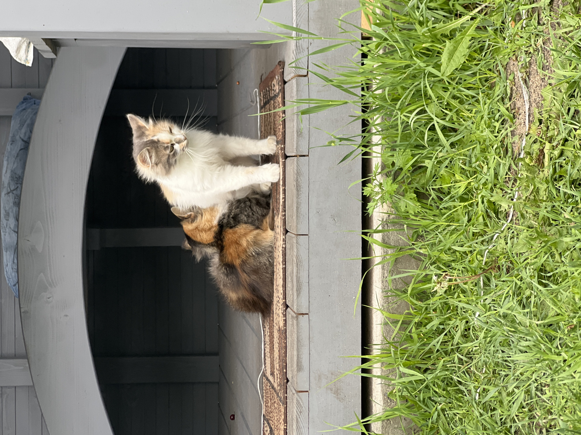 Two cats are sitting on a wooden porch in the city of Sobishchytsi, Ukraine. One cat, a calico, is curled up and partially obscured by the other cat. The second cat, a fluffy white and grey cat, is sitting upright with its head tilted down. The porch is covered with a small rug. In the foreground, green grass is growing. The background shows the interior of a grey structure, possibly a dog house or shed, with an arched opening.