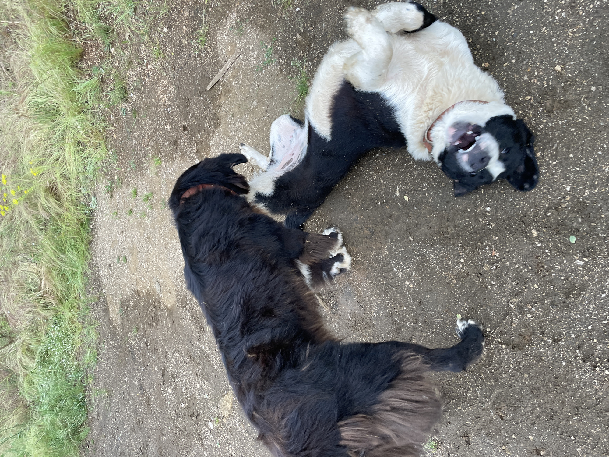 Two dogs are observed outdoors in Zlatograd, Bulgaria. A large, long-haired dog, predominantly black with visible brown undertones and white markings on its paws, stands with a reddish-brown collar. Its attention is directed towards a smaller black and white dog, which is lying on its back on the ground, exposing its belly and with its legs curled upwards. The black and white dog has its mouth open, revealing teeth, and wears a light brown collar. The ground is composed of dirt and gravel, with some damp patches. In the background, a grassy area with green and dry vegetation, including some yellow flowers, is visible. A small white object, possibly a discarded plastic item, and a wooden stick are present on the ground.