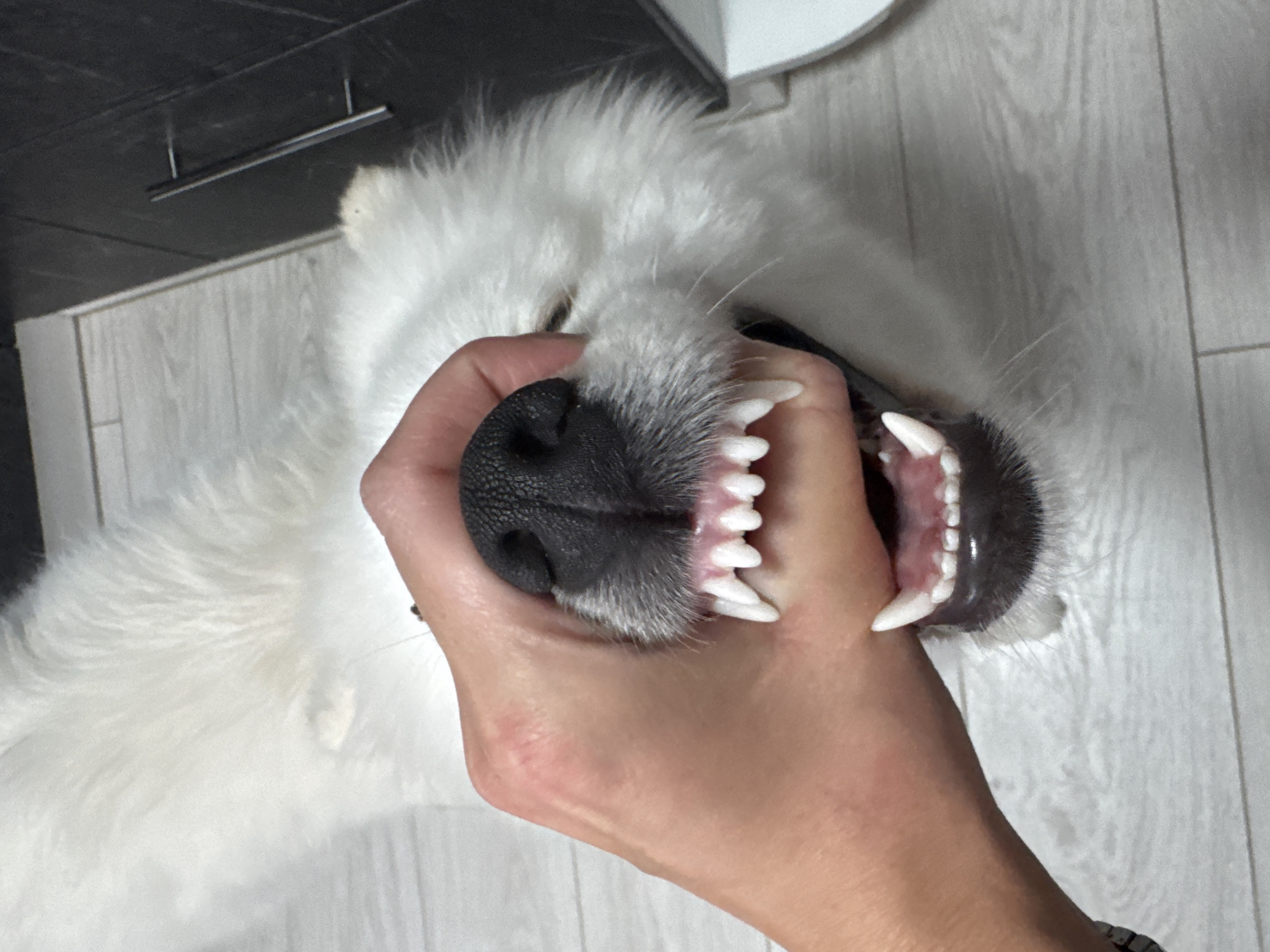 A human hand is holding open the jaws of a white dog, revealing its teeth. The dog's black nose is prominent. The background consists of light gray wooden flooring and a partially visible black cabinet. The location, Chaikovsky, Russia, is not determinable from the image.