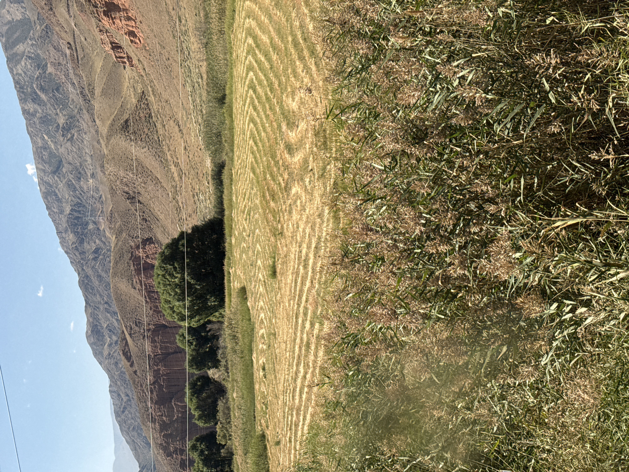 A wide shot shows a rural landscape with mountains in the background and a field in the foreground. The field is covered with tall, dry grass, suggesting it has been harvested. In the middle ground, there are several rows of trees, and beyond them, a mountain range with red rock formations. The sky is clear and blue. The image is likely taken during daylight hours. The scene depicts a natural landscape with evidence of human activity such as harvesting the field. No people are visible in the image.