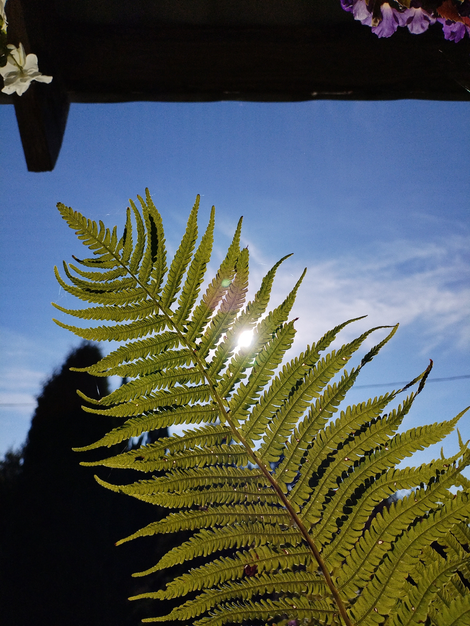A close-up shot captures a vibrant green fern frond backlit by the sun, with the bright blue sky and wispy clouds serving as the backdrop. The sun's rays pierce through the delicate leaf structure, creating a luminous effect and highlighting the intricate veins. A dark, silhouetted tree is visible in the background to the left, suggesting an outdoor setting. A wooden beam with a white flower is at the top left, and purple flowers are at the top right of the frame, indicating a garden or a natural outdoor space. The image is a still life, focusing on the beauty of nature, and does not contain any people or specific activities. The context provided by the location in Bialynichy, Belarus, places this natural scene within that specific geographical area.