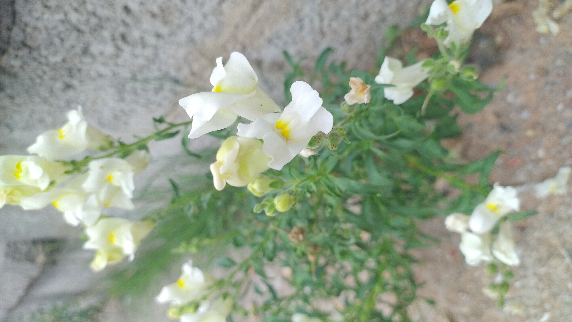The image captures a close-up view of a cluster of white snapdragon flowers with yellow throats, growing in a garden setting. The flowers are detailed, showing their distinctive lip-like structure. They are surrounded by green foliage and buds. In the background, a rough, textured grey wall, likely made of concrete, forms the backdrop, suggesting an outdoor urban or semi-urban environment. The ground beneath the flowers appears to be sandy or gravelly. The overall scene is one of natural beauty within a man-made setting. Based on the provided context, this scene is located in Nea Kerasea, Greece.