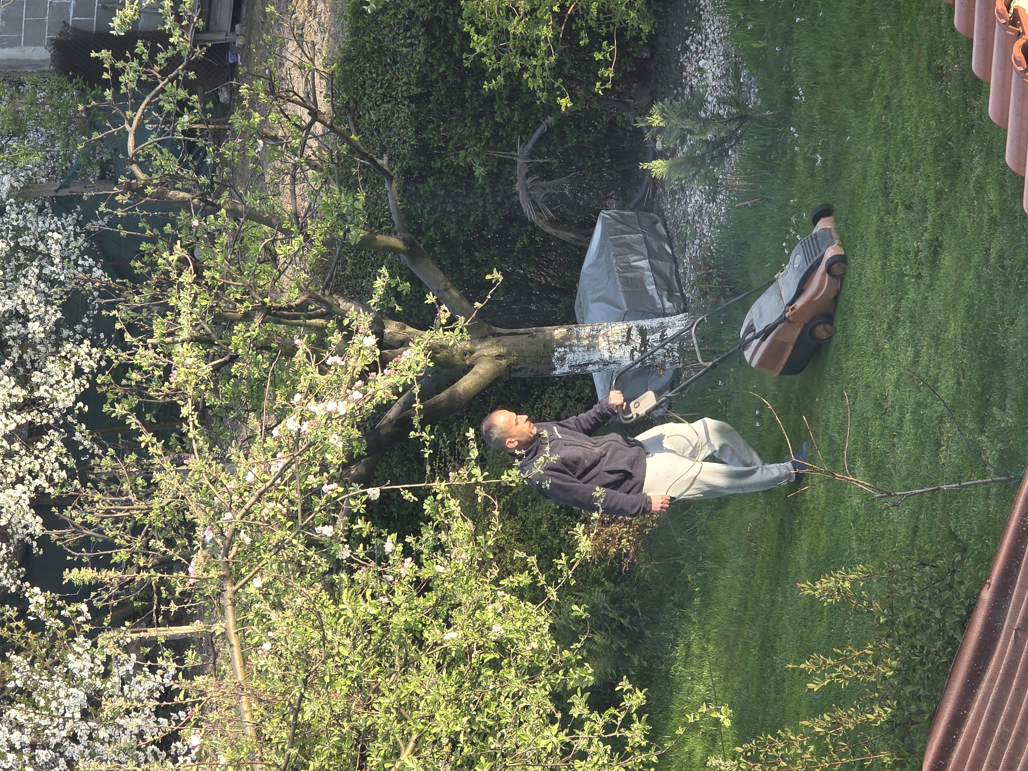A man is cutting the grass in a yard in Yagodovo, Bulgaria. The man is wearing a dark jacket and light-colored pants. He is pushing a brown and gray lawnmower across the green lawn. To the left, a tree with white blossoms is in full bloom. A gray tarp covers an object. The scene appears to be captured from an elevated position, possibly a rooftop.