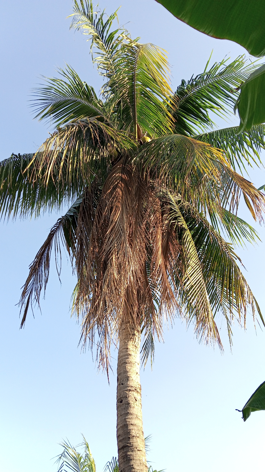 This media file is a photograph taken in Cotgapu, Indonesia, featuring a coconut palm tree against a clear, light blue sky. The image is taken from a low-angle perspective, looking upwards at the tree.
The primary subject is a mature coconut palm tree with a textured, light brown trunk. The fronds at the top of the tree are a mix of vibrant green and dry, brown, wispy leaves, creating a layered effect. Some of the brown fronds hang lower, giving the appearance of a shaggy skirt around the top of the trunk. At the very top of the tree, a few green coconuts are visible among the fronds. In the upper right and lower right corners of the image, parts of large, green leaves, likely from a banana plant, frame the scene.
The time of day appears to be daytime, with the bright sky suggesting clear weather. The sunlight illuminates the fronds, highlighting the textures and colors. There is no activity or event taking place; it is a still shot of the palm tree. No people or animals are visible. There is no visible text in the image. The overall impression is one of a tropical outdoor setting.