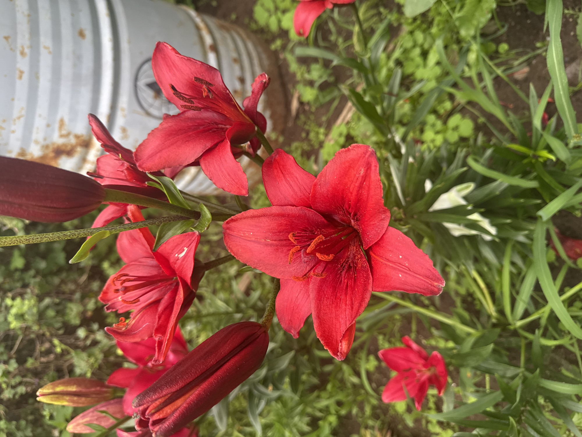The image shows a close-up of several red lilies blooming in a garden. The lilies are a vibrant red color, with some buds still closed and others in full bloom, showing their delicate petals and prominent stamens. The background is a blur of green foliage, suggesting a natural outdoor setting. In the upper right corner, a portion of a weathered, silver-colored cylindrical object, possibly a barrel or tank, is visible, with some rust-colored markings. The overall scene evokes a sense of nature and a peaceful, domestic garden. There are no people or specific landmarks to indicate a precise location within Nozhovka, Russia.