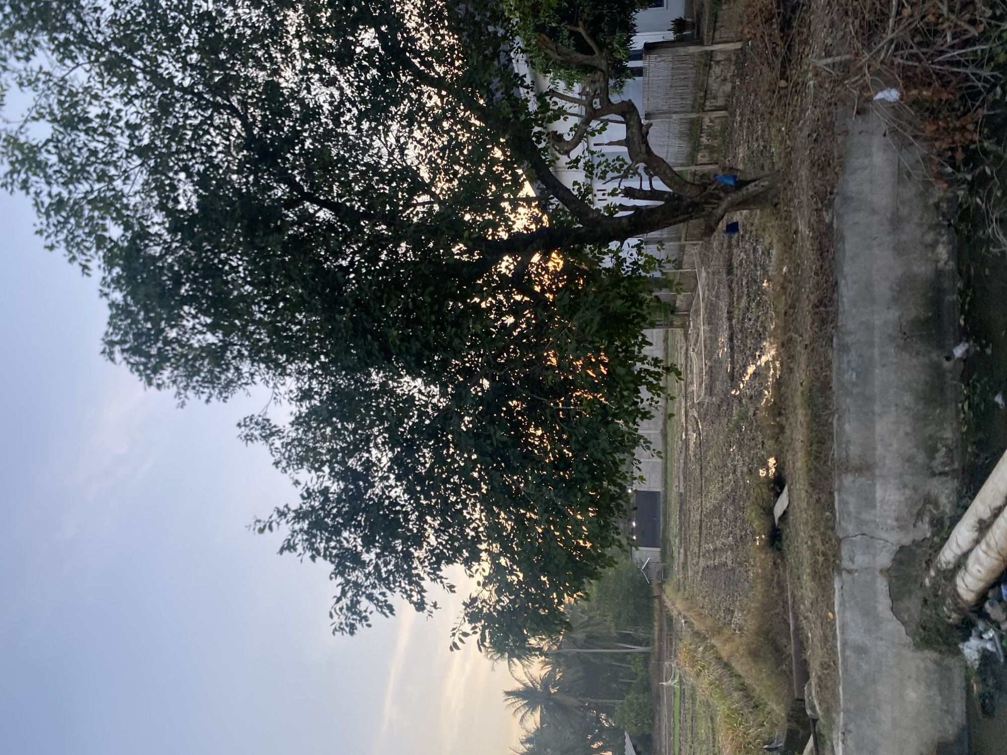 The image depicts a rural scene in Tingkeummanyang, Indonesia. A large, mature tree dominates the foreground, its dense foliage partially obscuring the sky and filtering sunlight. Beyond the tree is a field, possibly agricultural land, with visible rows or patterns suggesting cultivation. A concrete structure, potentially a canal or retaining wall, runs alongside the field. In the distance, palm trees and other vegetation are visible. A building with a light-colored facade stands in the background. The sky is light, indicating dawn or dusk. There are no people visible in the scene.