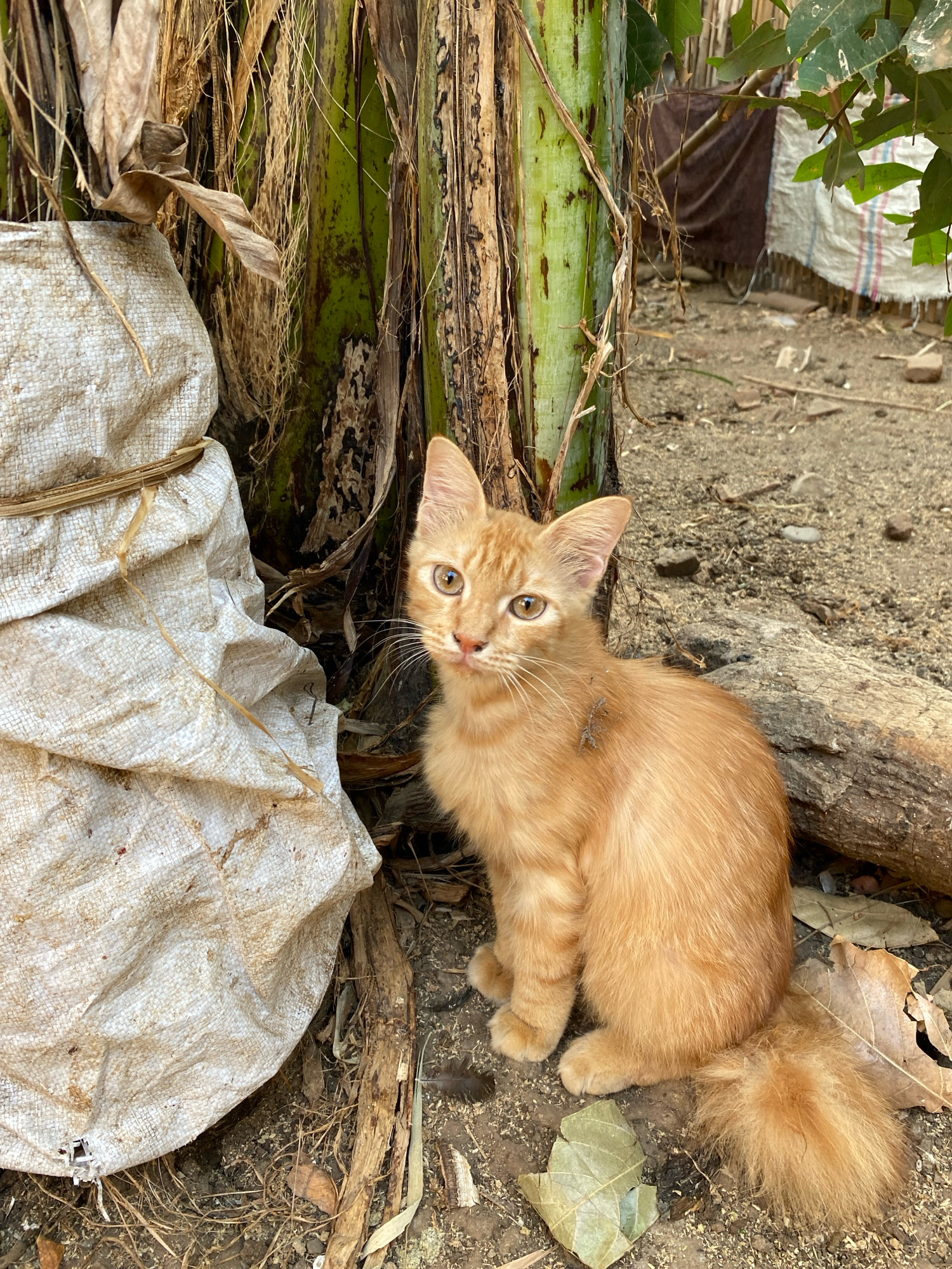A ginger cat sits on the ground next to a large white sack and a banana tree trunk. The cat is facing the camera with its head tilted slightly to the left. It has large, light brown eyes and white whiskers. There is a small insect on the cat's back. The ground is covered in dirt, leaves, and small stones. In the background, there is a blurred image of a structure made of wood and fabric. The scene appears to be outdoors, likely in a rural or less developed area. The exact location of Semut, Indonesia is not discernible from the visual information provided.