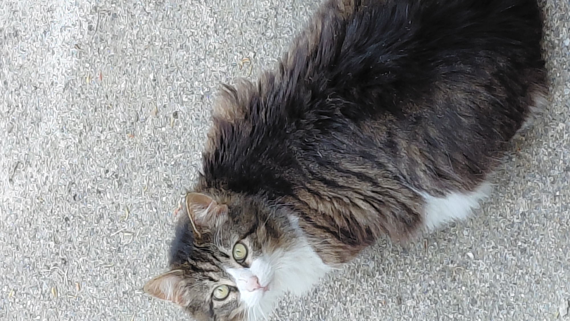 A long-haired cat with black and white fur is looking up toward the camera. The cat is lying on a rough concrete surface. The location is Unknown, Unknown.