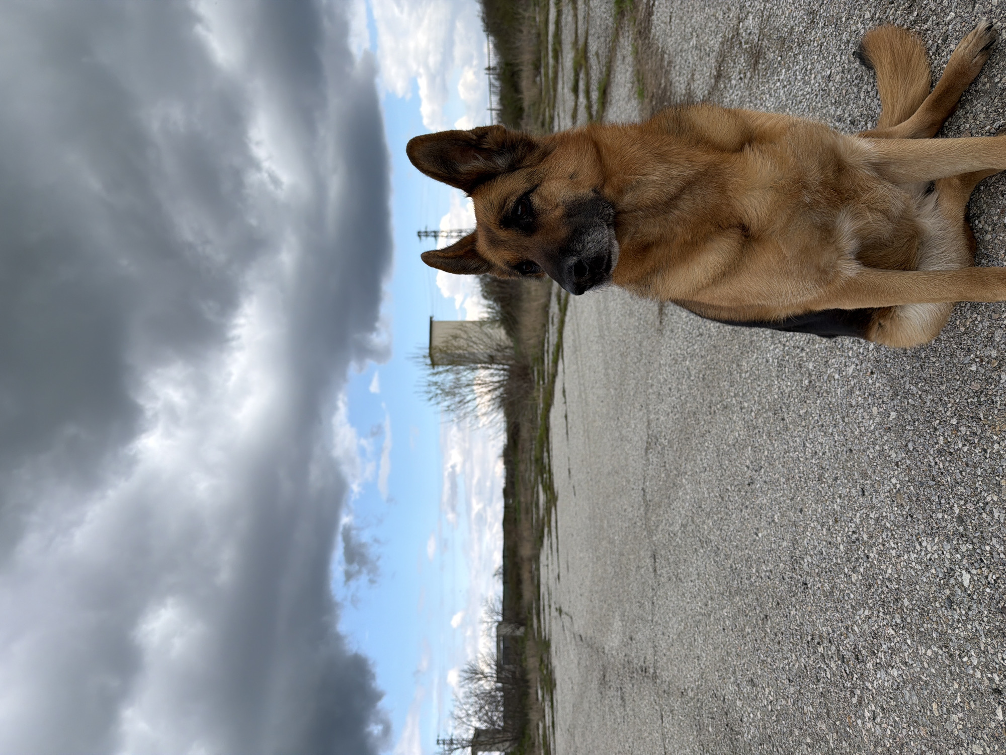 A medium-sized adult German Shepherd-type dog sits on a paved surface. The dog has a tan and black coat, erect ears, and a somber expression. The paved surface appears to be cracked and uneven, possibly asphalt. In the background, there are bare trees and utility poles suggesting an urban or industrial setting. The sky overhead is partly cloudy, with a mix of dark storm clouds and patches of blue. The picture's perspective indicates that the photo was taken at ground level. The scene is near the city of Chirpan, Bulgaria.