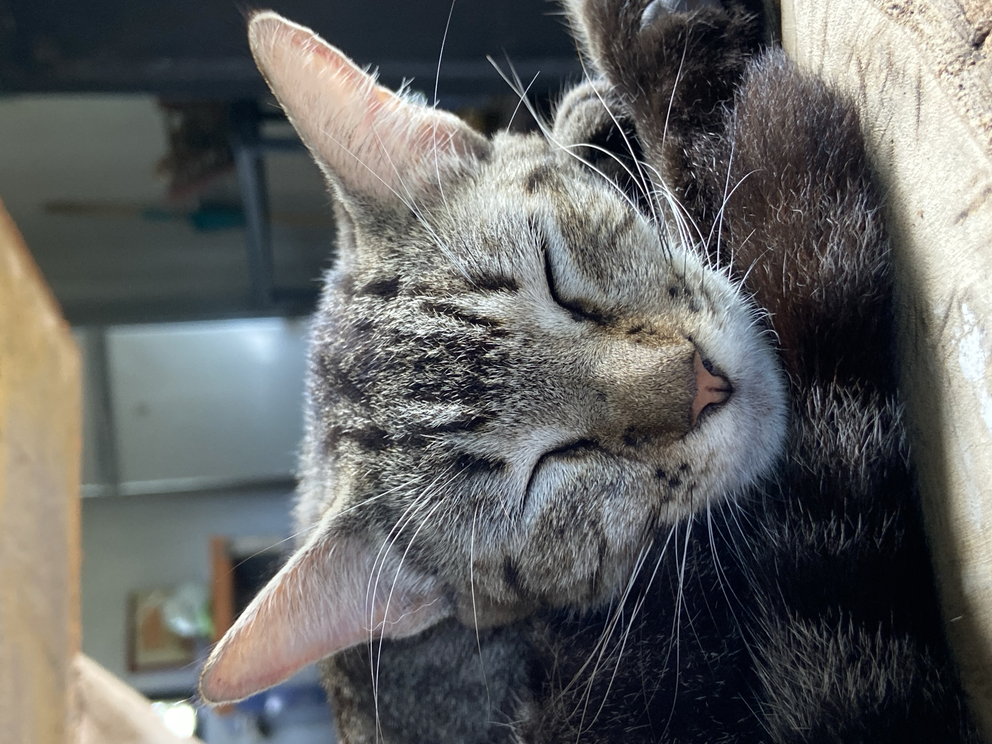 The image is a close-up shot of a tabby cat sleeping, positioned on what appears to be a wooden surface. The cat's eyes are closed, and its face is partially obscured by its paws and tail, which are also covered in tabby fur. The background is out of focus, showing a dimly lit indoor environment with what looks like furniture and appliances. There are no people visible in the image. The scene does not provide any specific information that would allow for its localization to Los Velásquez, Venezuela.