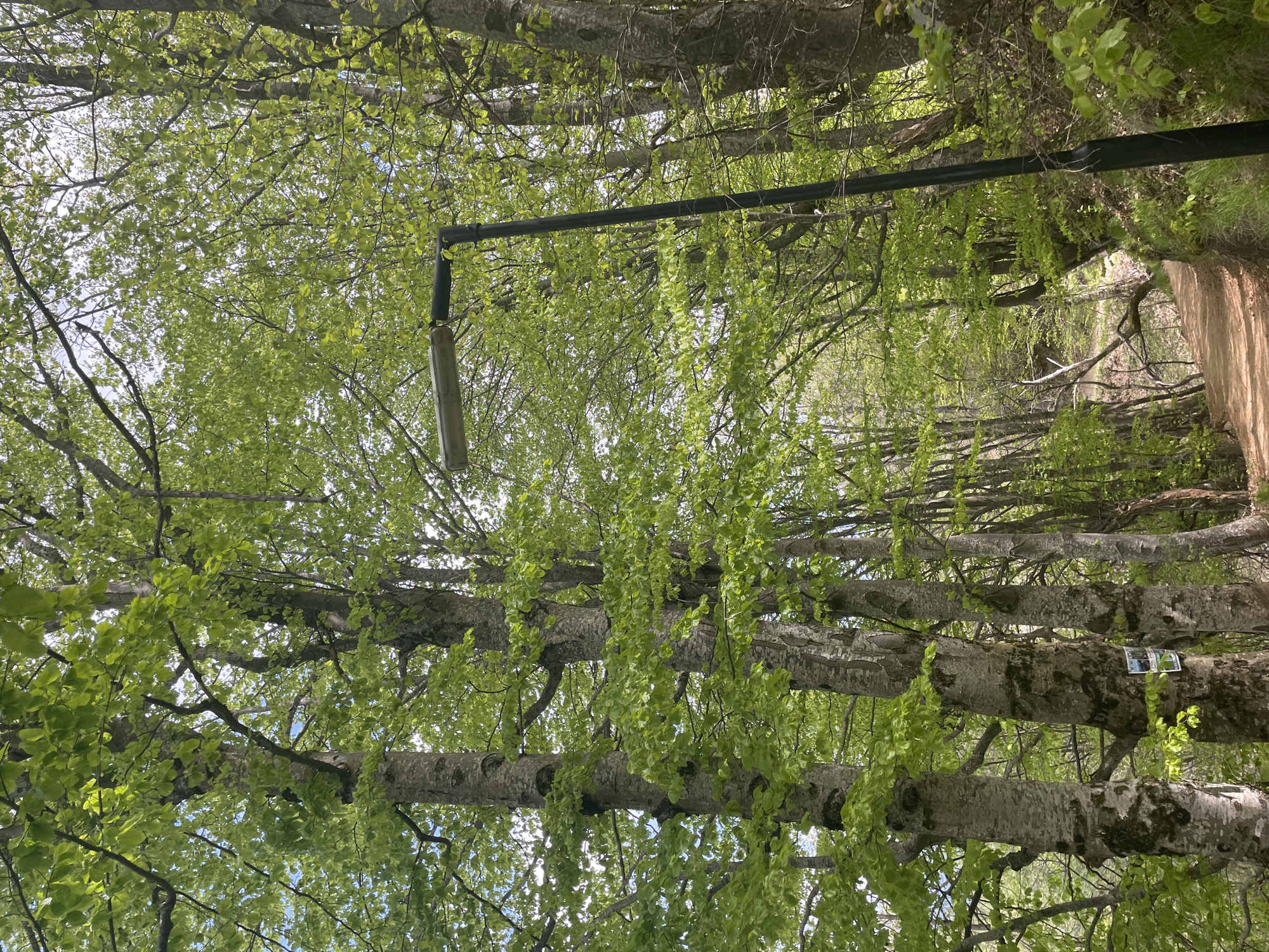 The image depicts a forest scene, with several trees with light-colored bark and green leaves filling the frame. A black metal bar with a cylindrical object hanging from it is present in the upper middle portion of the image. The perspective is looking upward through the trees. There is no clear indication of the city of Gradat, Bulgaria, in the image. No people are visible.