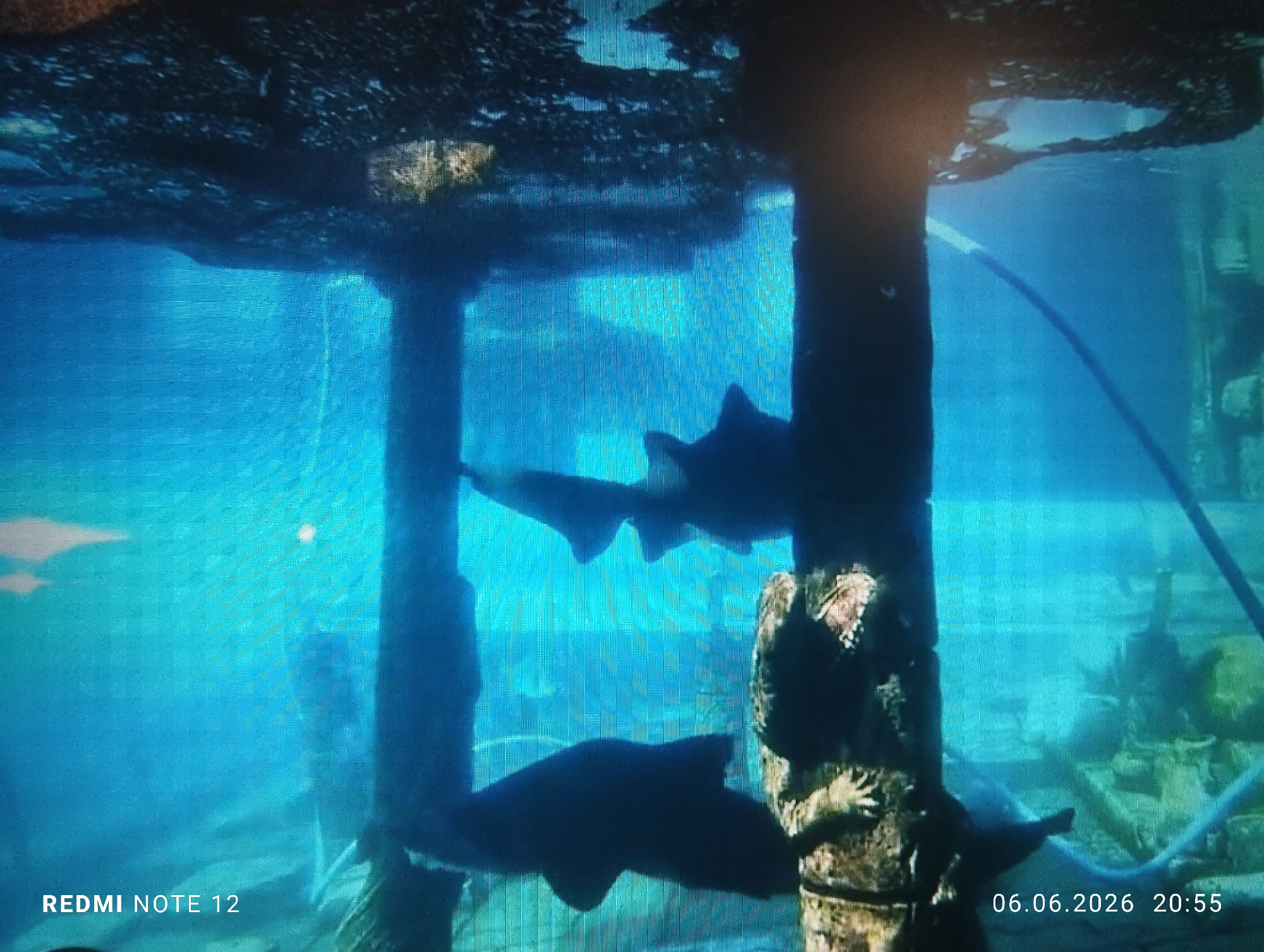 The image depicts an underwater scene within an aquarium, likely a large public display, with a dominant blue color cast. Three sharks are prominently featured as dark silhouettes against the lighter blue water. Two smaller sharks are positioned in the upper-middle section, swimming horizontally, while a larger shark swims towards the right in the lower-middle section. Two robust, dark vertical pillars extend from the top to the bottom of the frame, structuring the underwater environment. The pillar on the right exhibits textured details, possibly representing artificial rock or coral. A dark, curved tube or hose is visible in the upper-right quadrant, arching downwards behind the right pillar. The water surface above is visible at the very top, showing reflections and distortions. The background contains indistinct, lighter submerged structures. The image shows characteristics of a photograph taken of a digital display, exhibiting a noticeable pixel grid and horizontal line artifacts across the entire frame. Text overlays include "REDMI NOTE 12" in the bottom left corner and a timestamp "06.06.2026 20:55" in the bottom right corner.